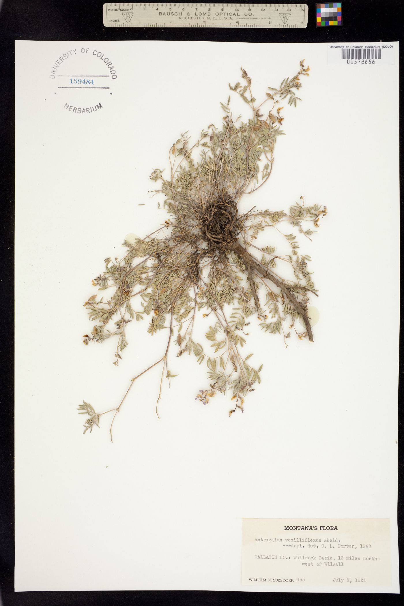 Astragalus vexilliflexus image
