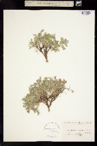 Astragalus vexilliflexus image