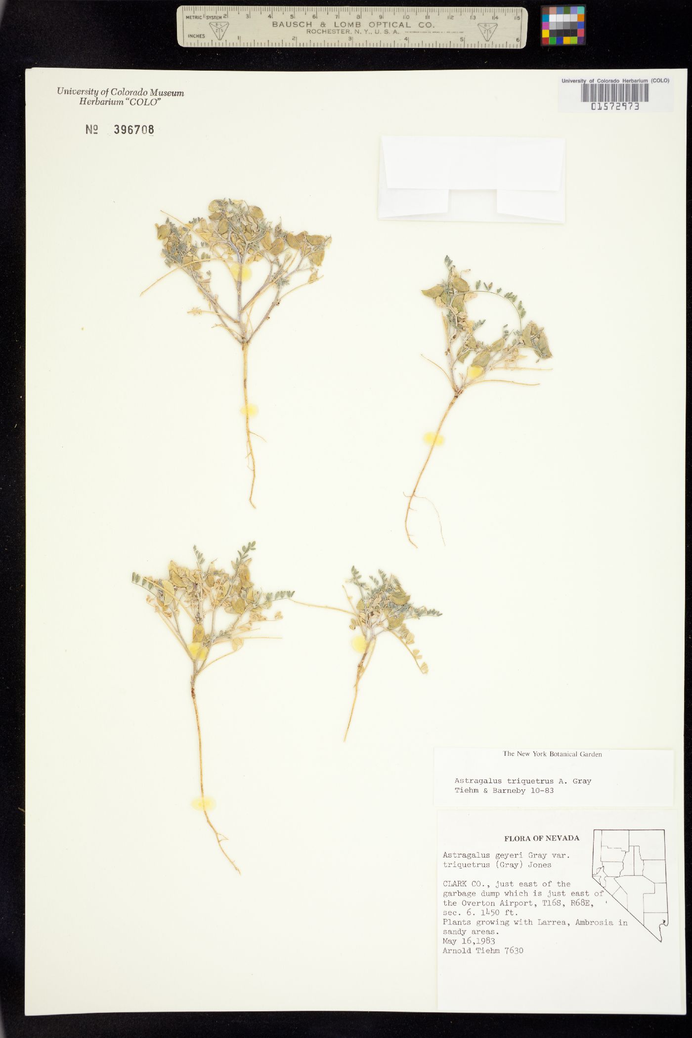 Astragalus geyeri var. triquetrus image