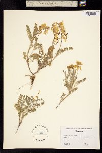 Astragalus sinuatus image