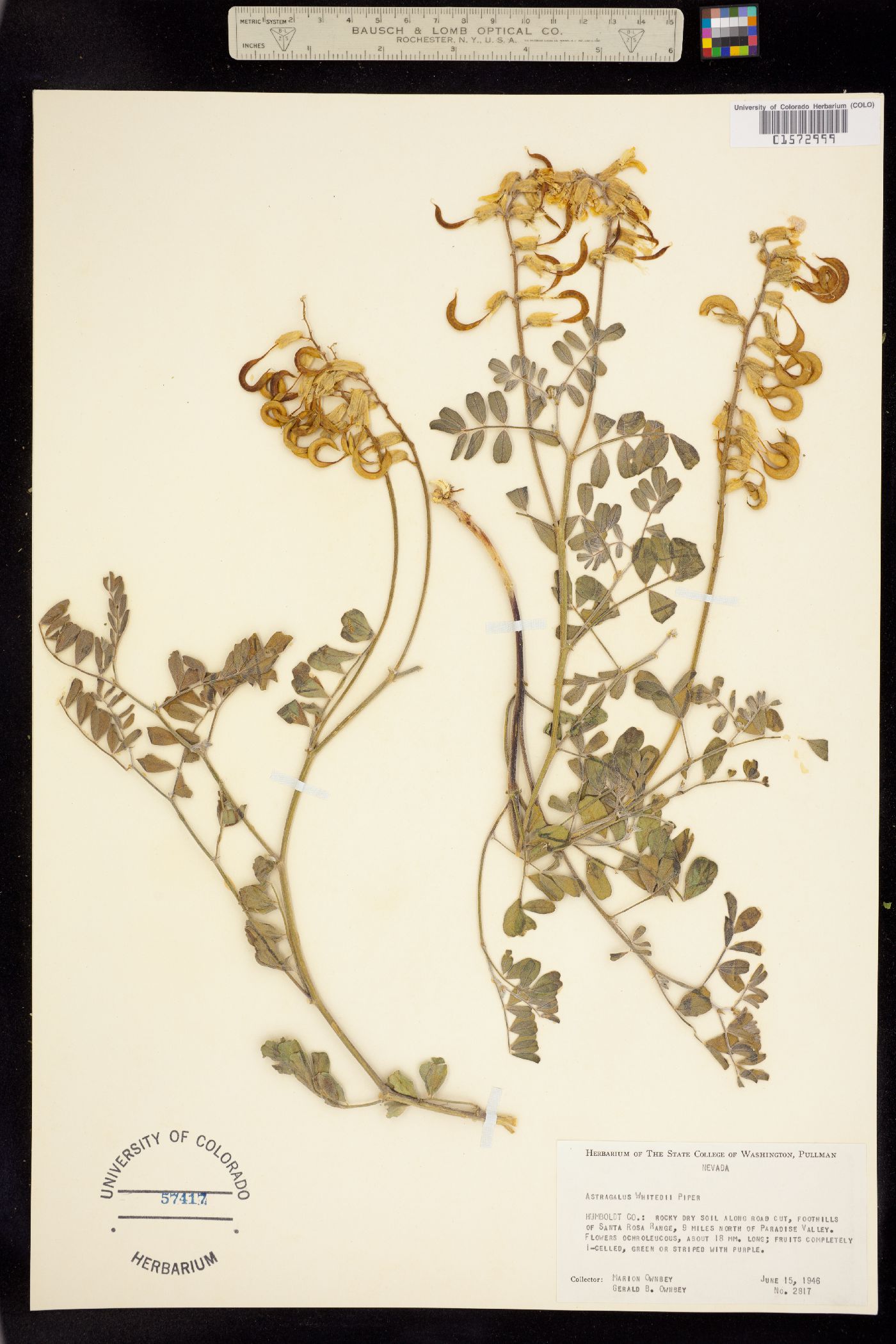 Astragalus sinuatus image