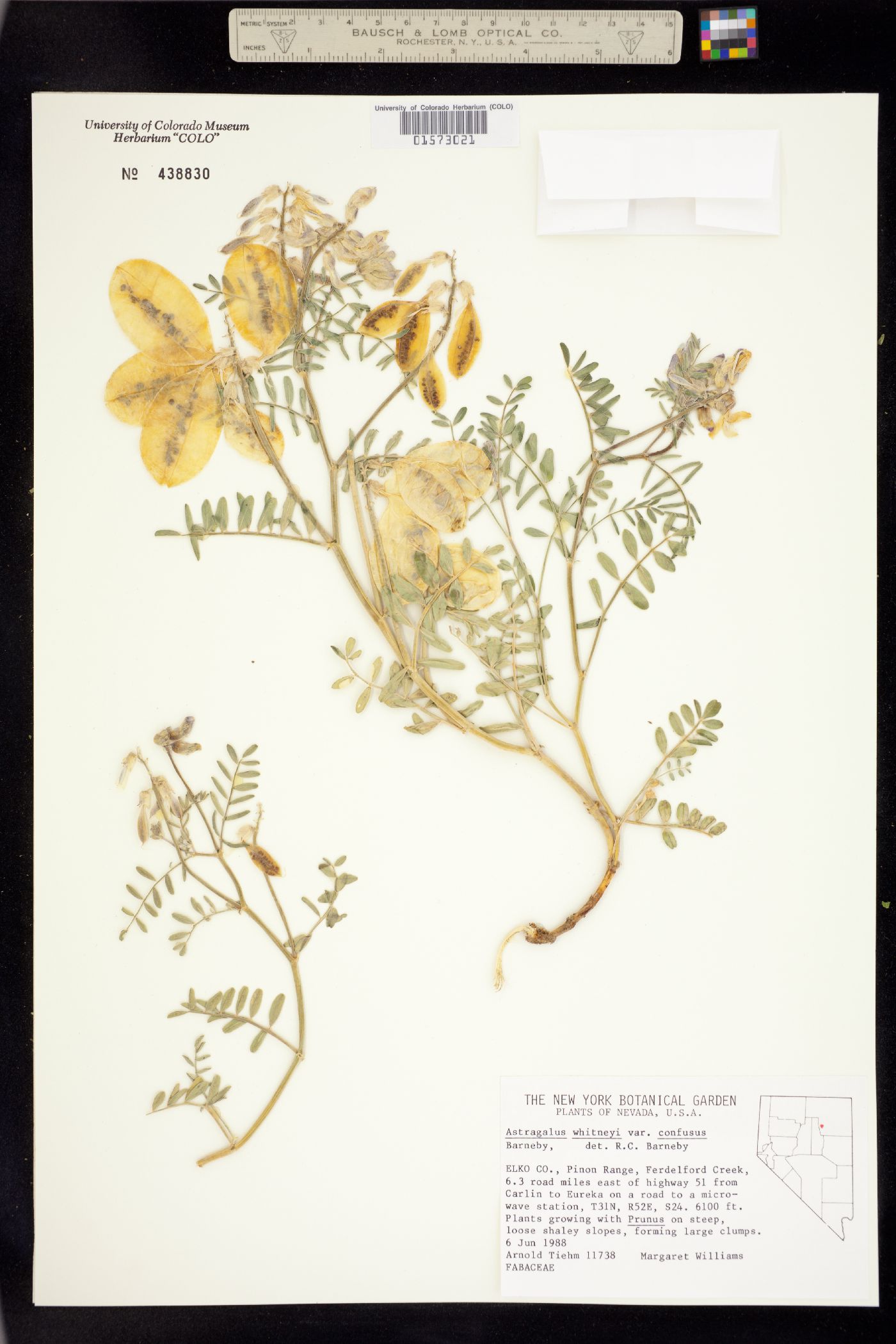 Astragalus whitneyi image