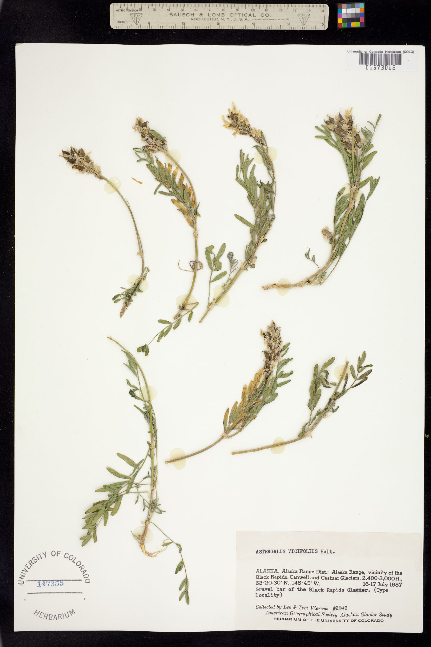 Astragalus laxmannii subsp. viciifolius image