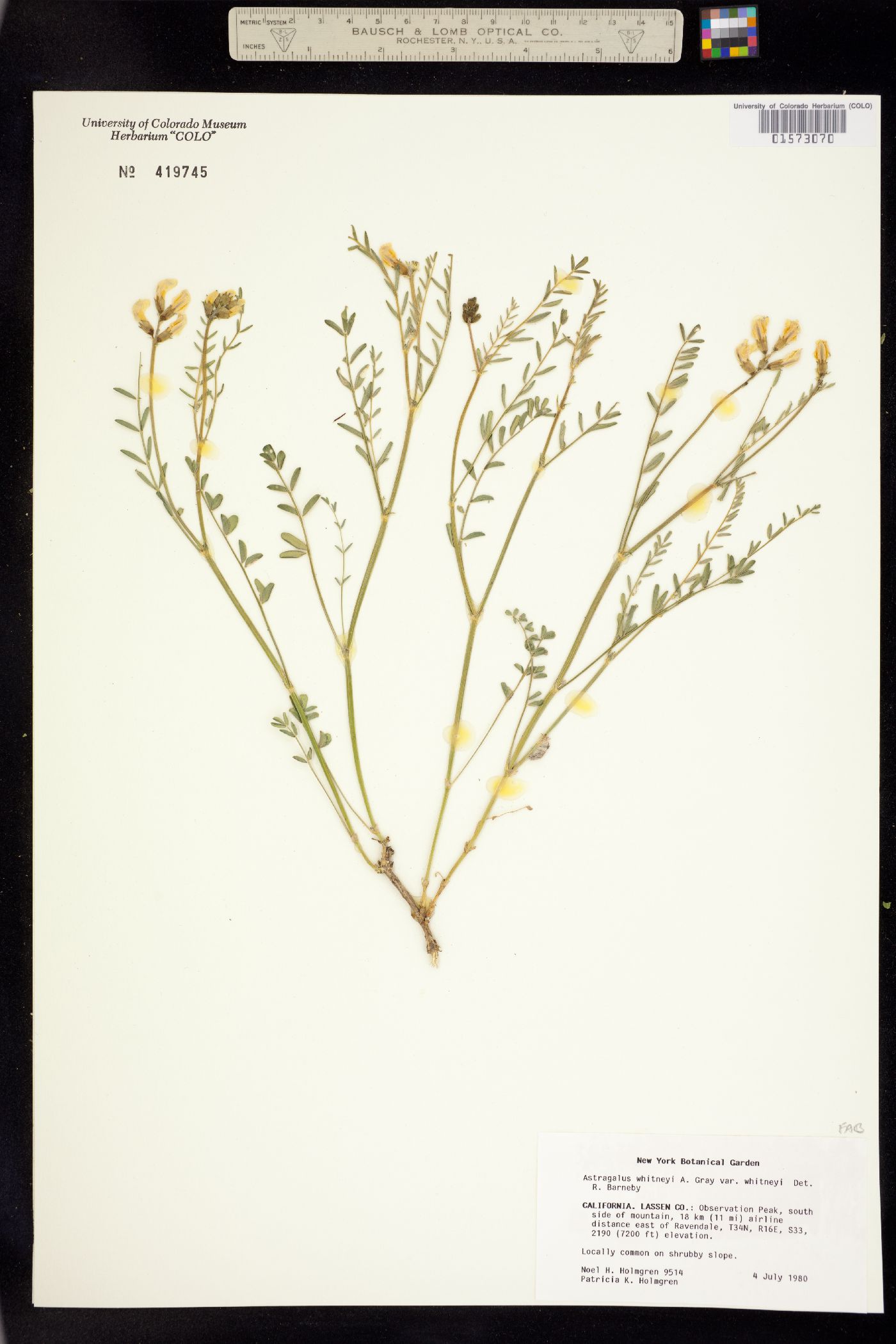 Astragalus whitneyi image