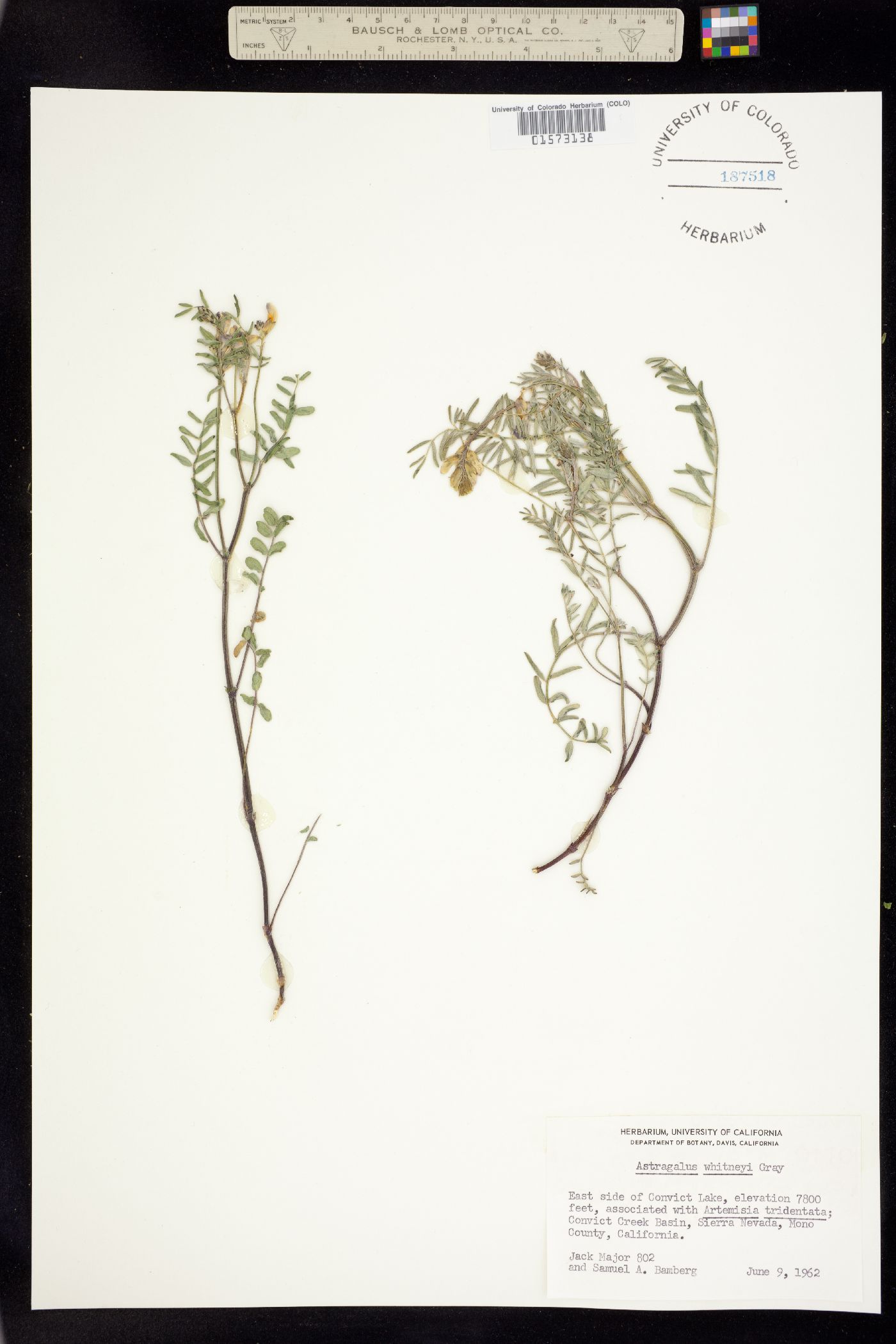 Astragalus whitneyi image
