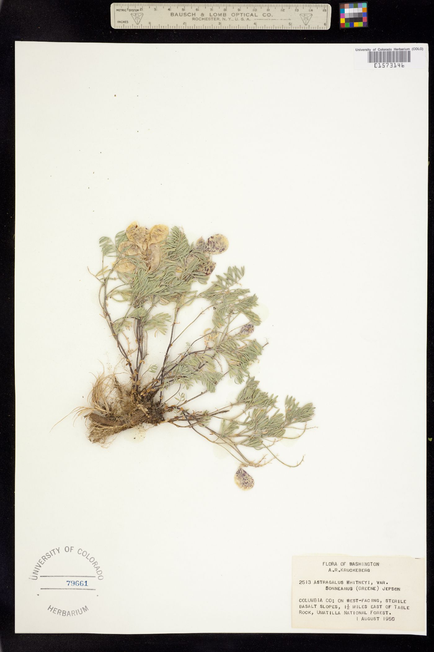 Astragalus whitneyi image