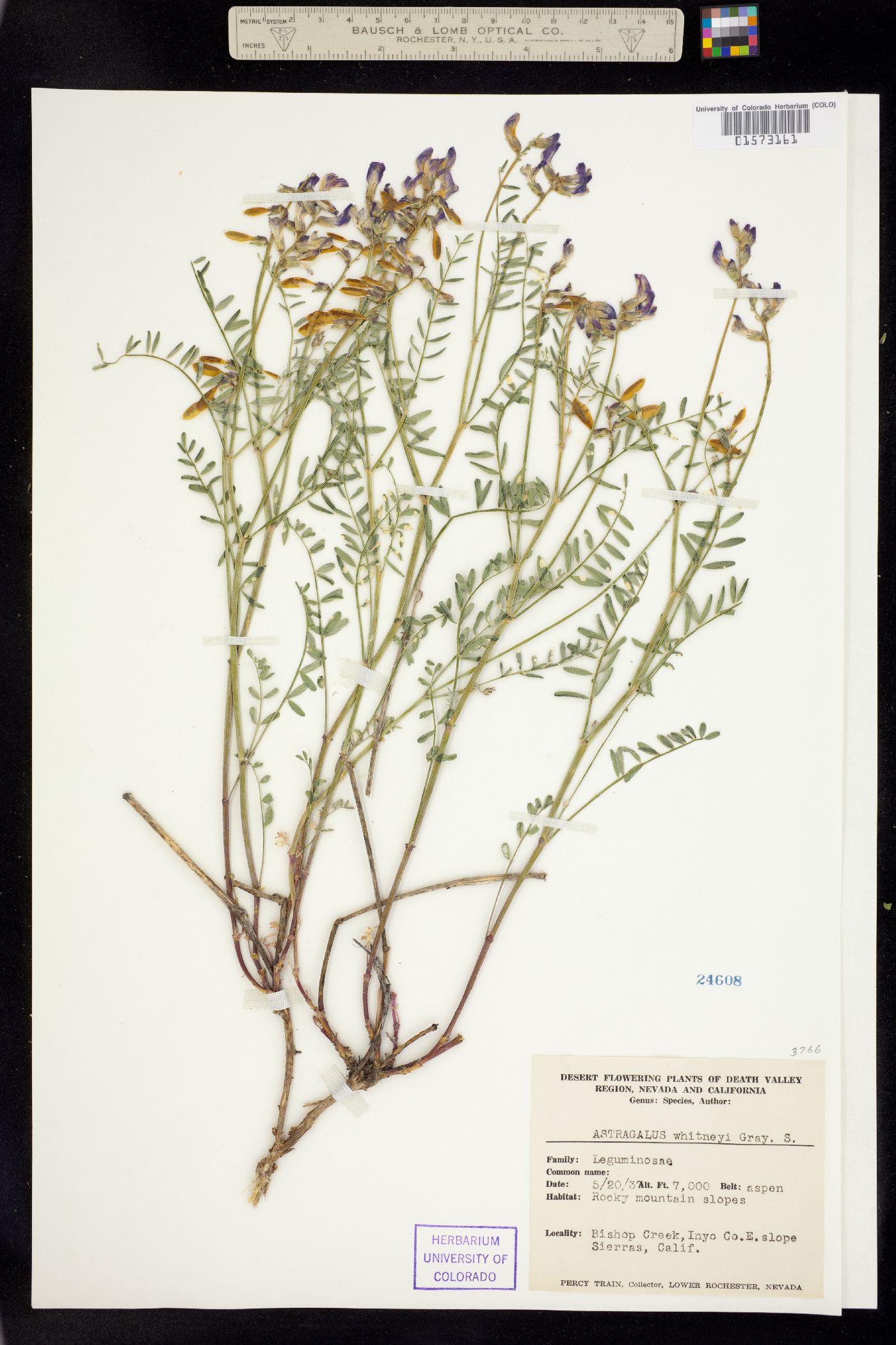 Astragalus whitneyi image
