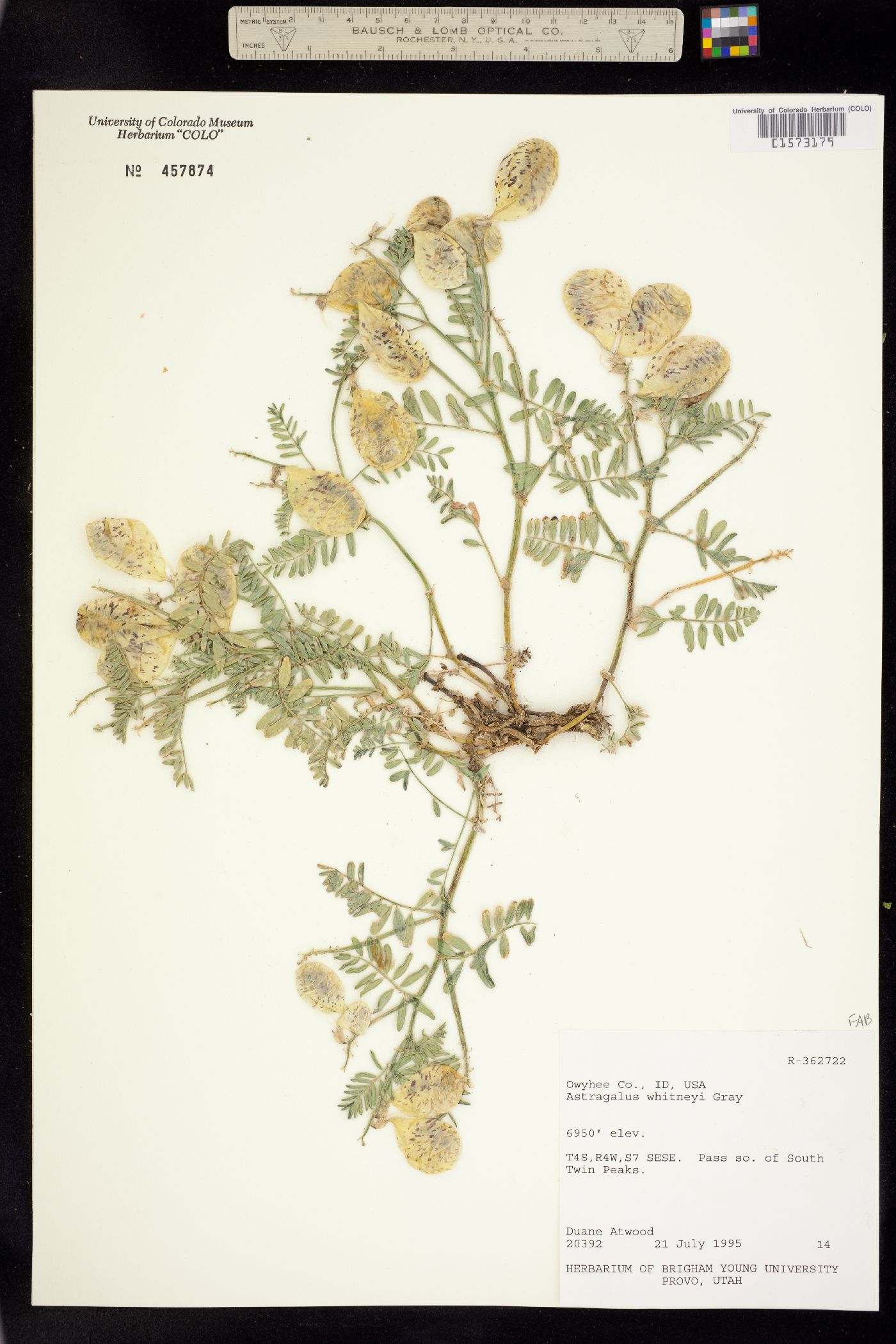 Astragalus whitneyi image