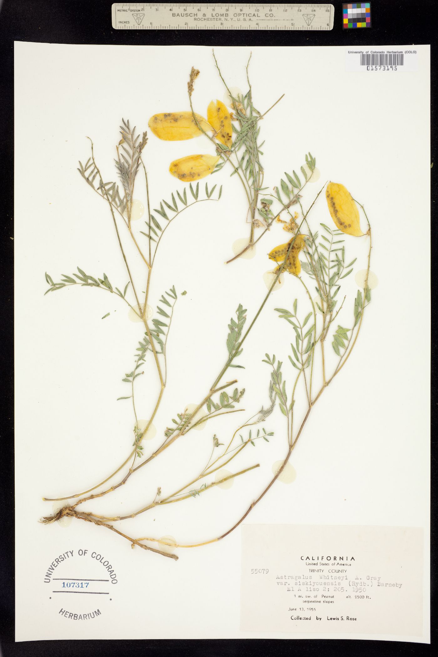 Astragalus whitneyi image