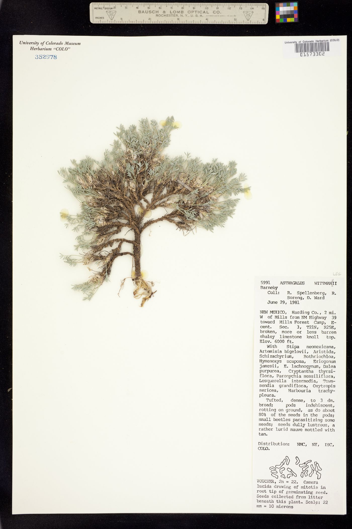 Astragalus wittmannii image