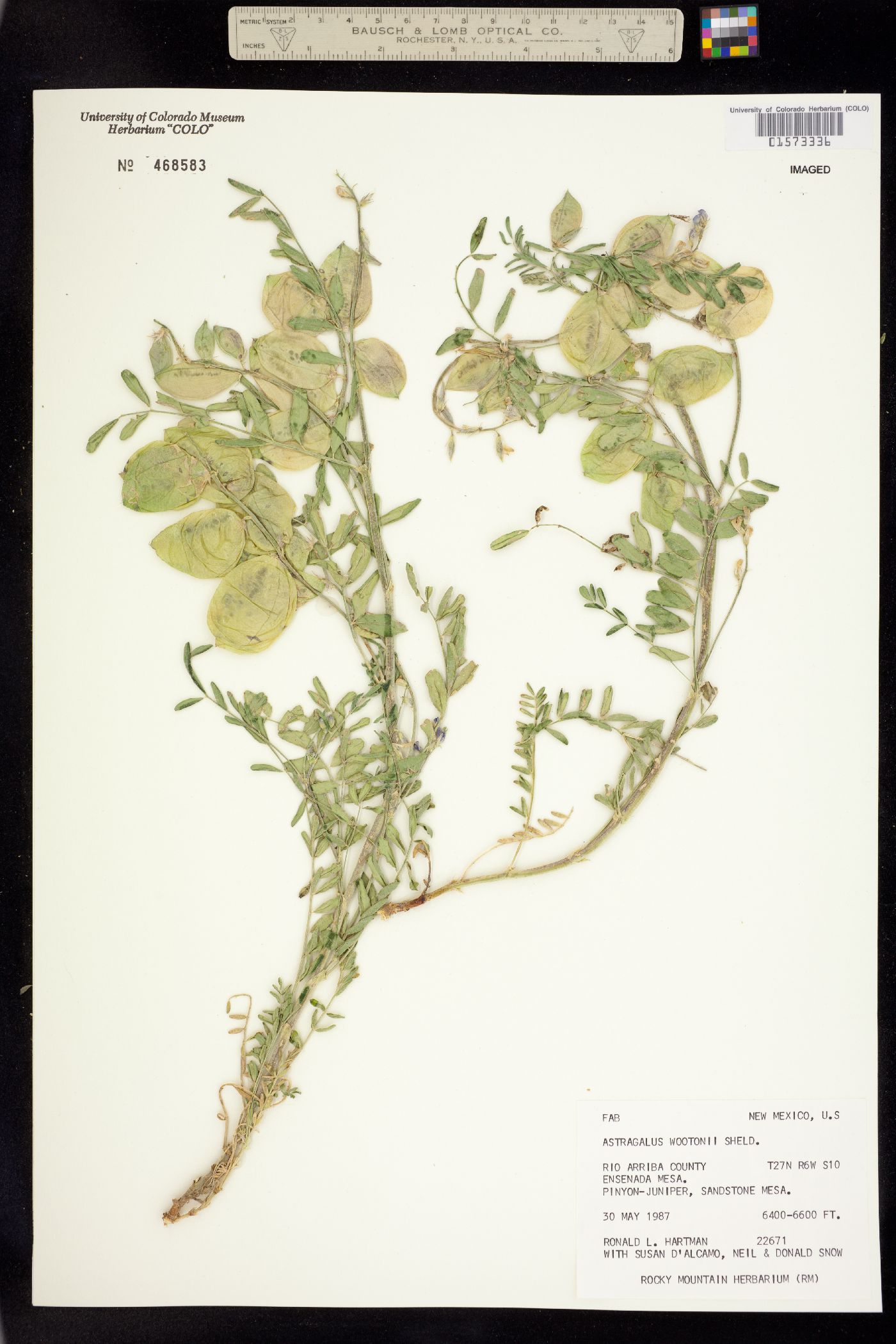 Astragalus wootonii image