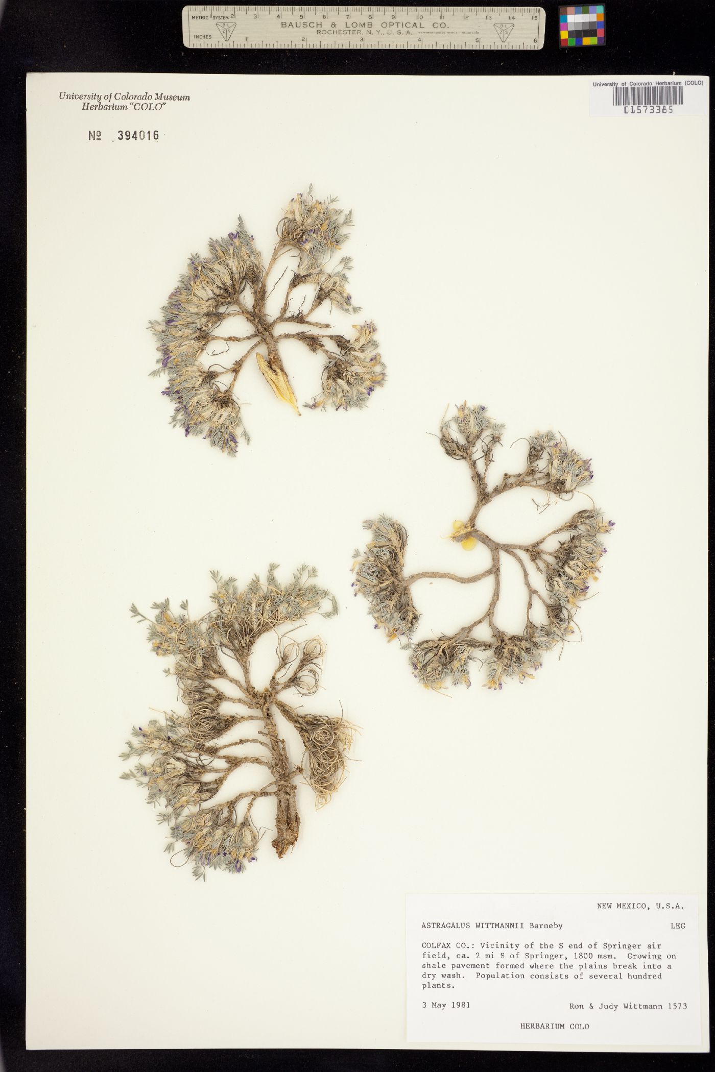 Astragalus wittmannii image