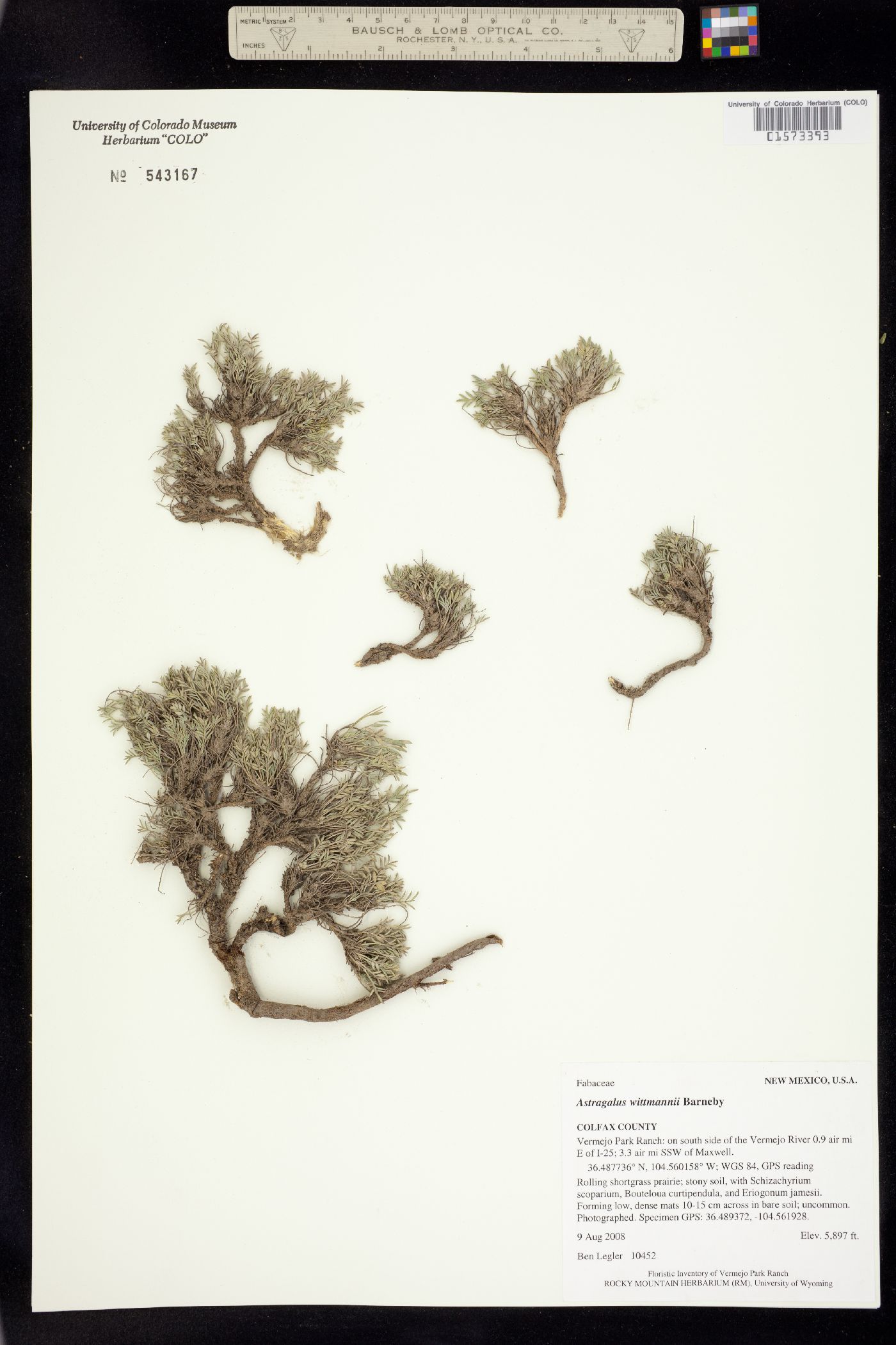Astragalus wittmannii image