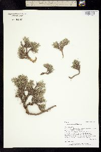Astragalus wittmannii image