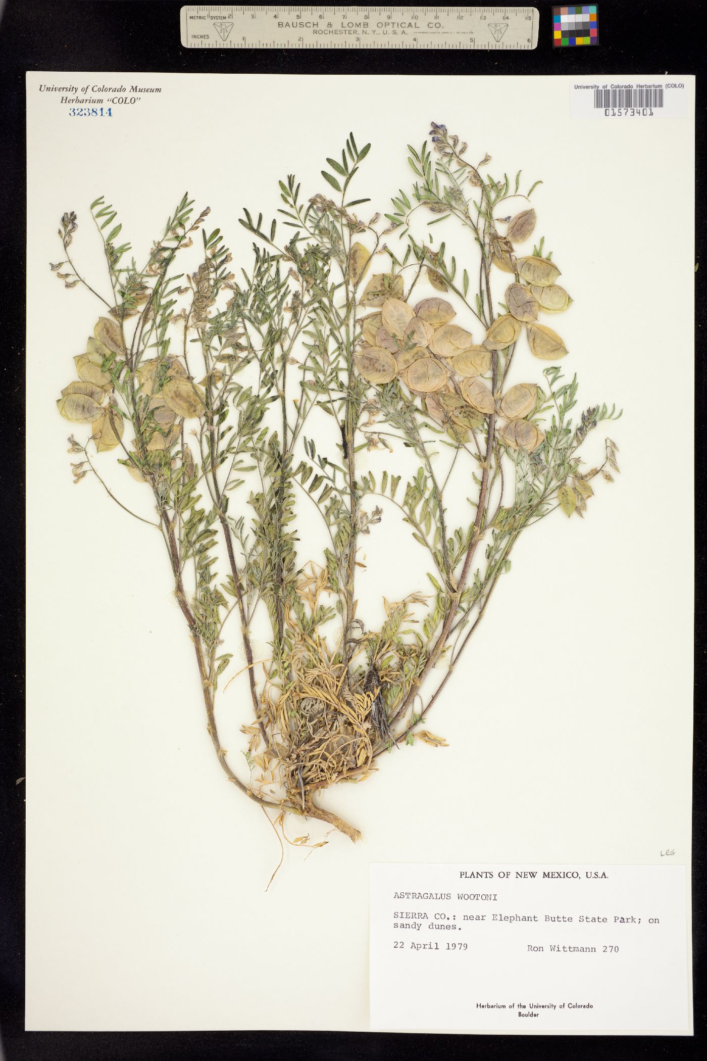Astragalus wootonii image