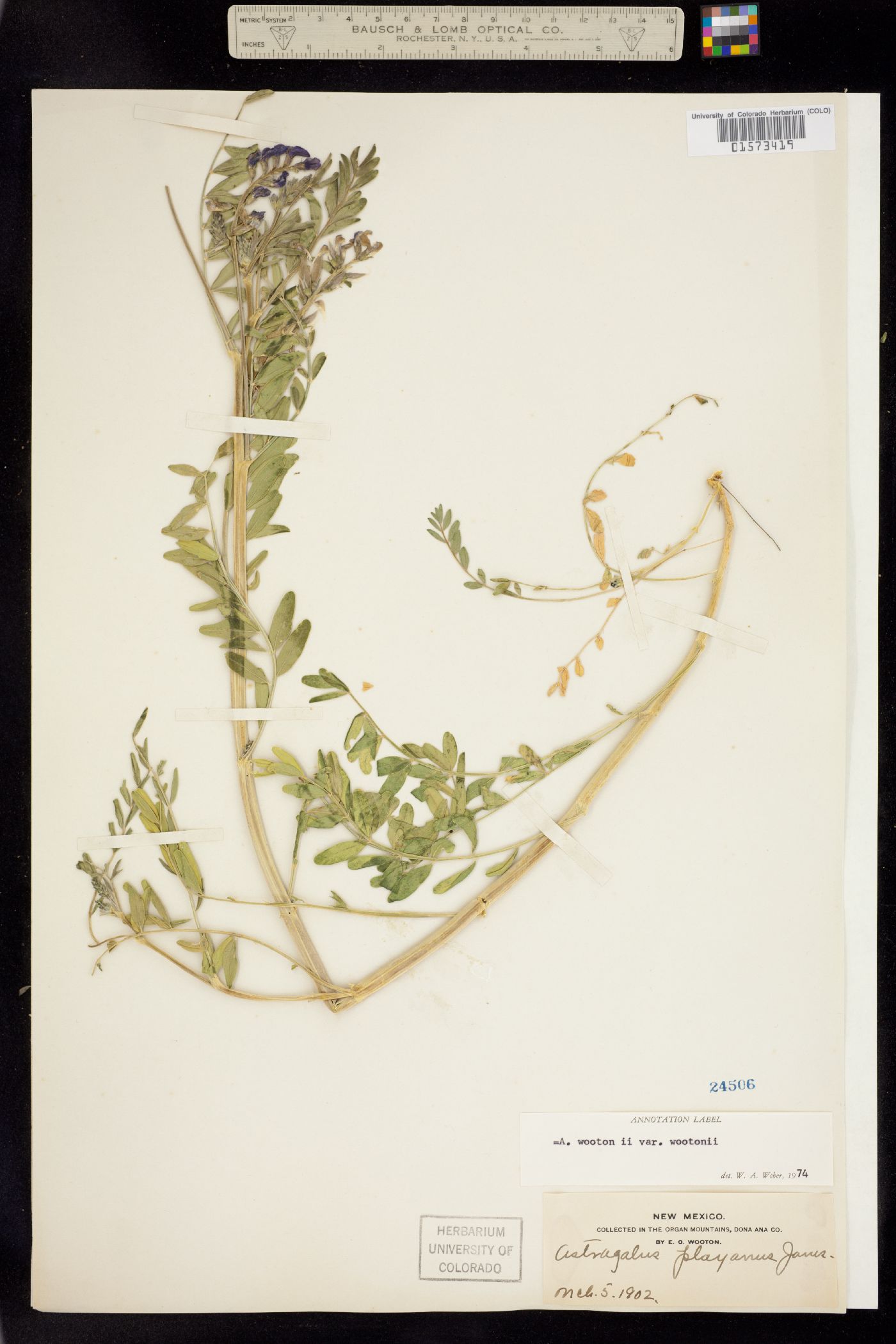 Astragalus wootonii image