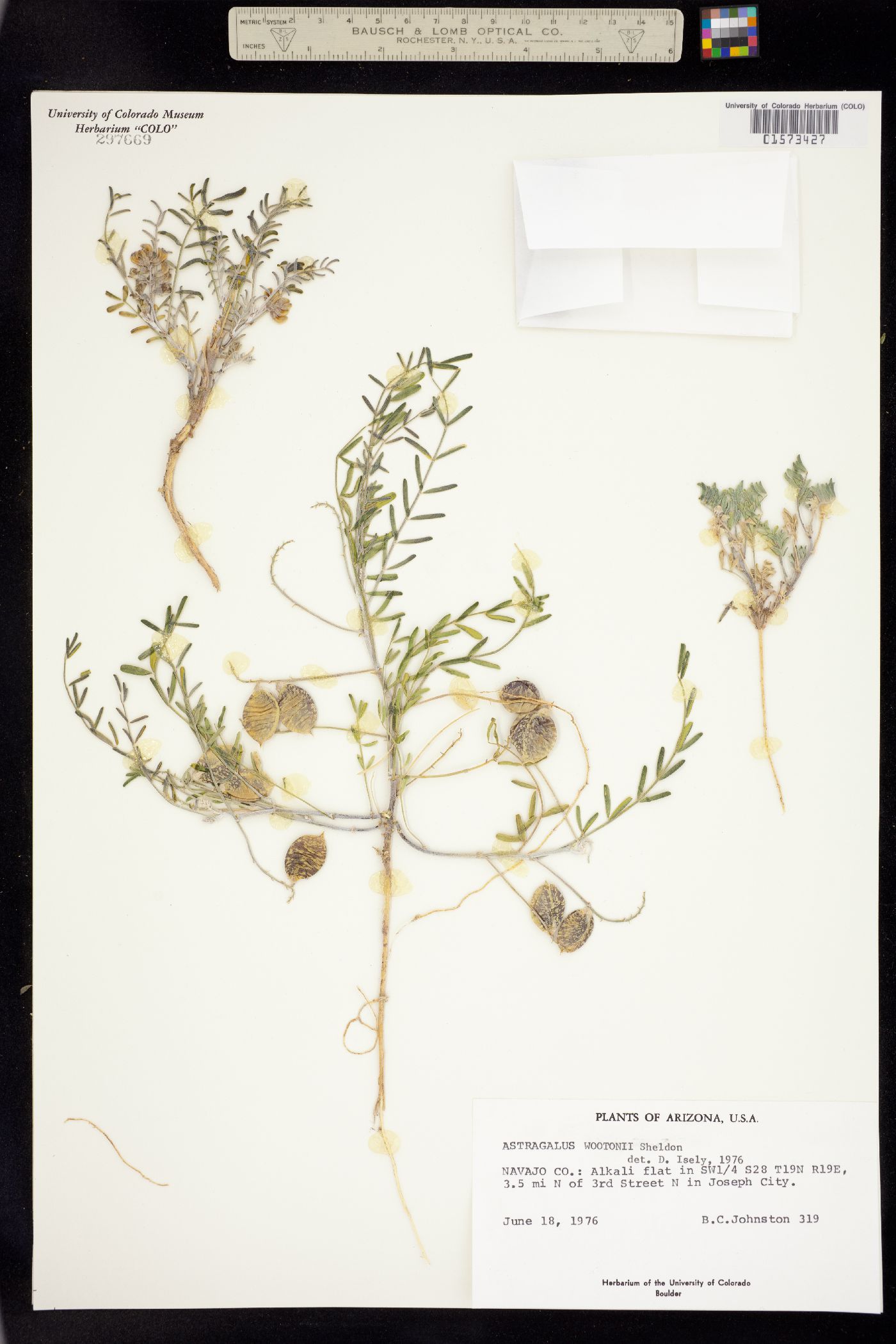 Astragalus wootonii image