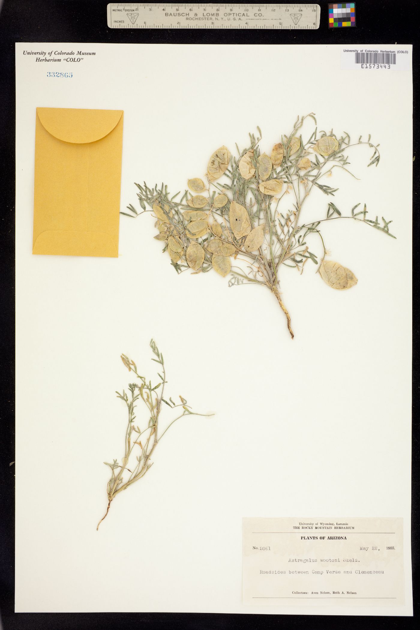 Astragalus wootonii image