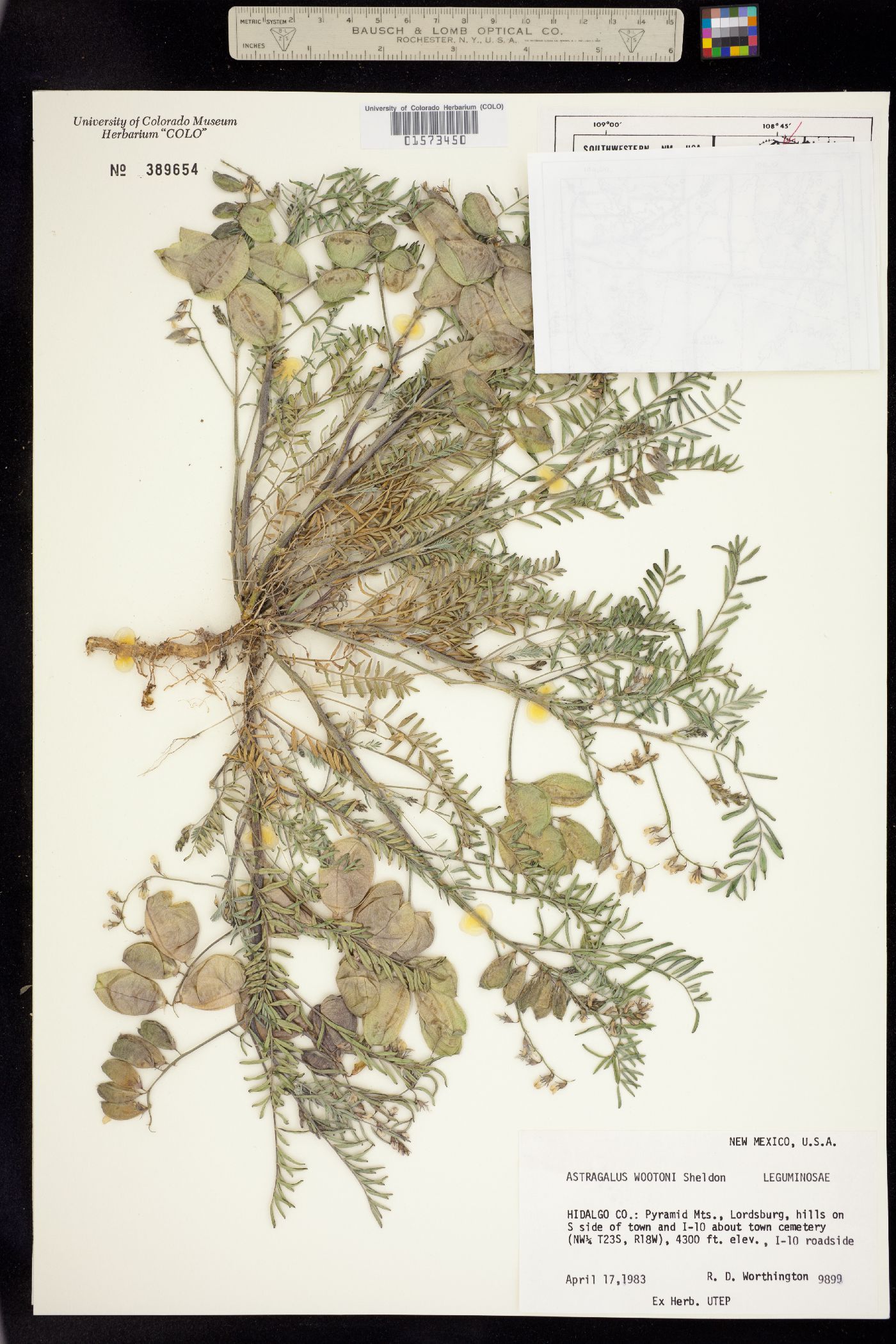 Astragalus wootonii image
