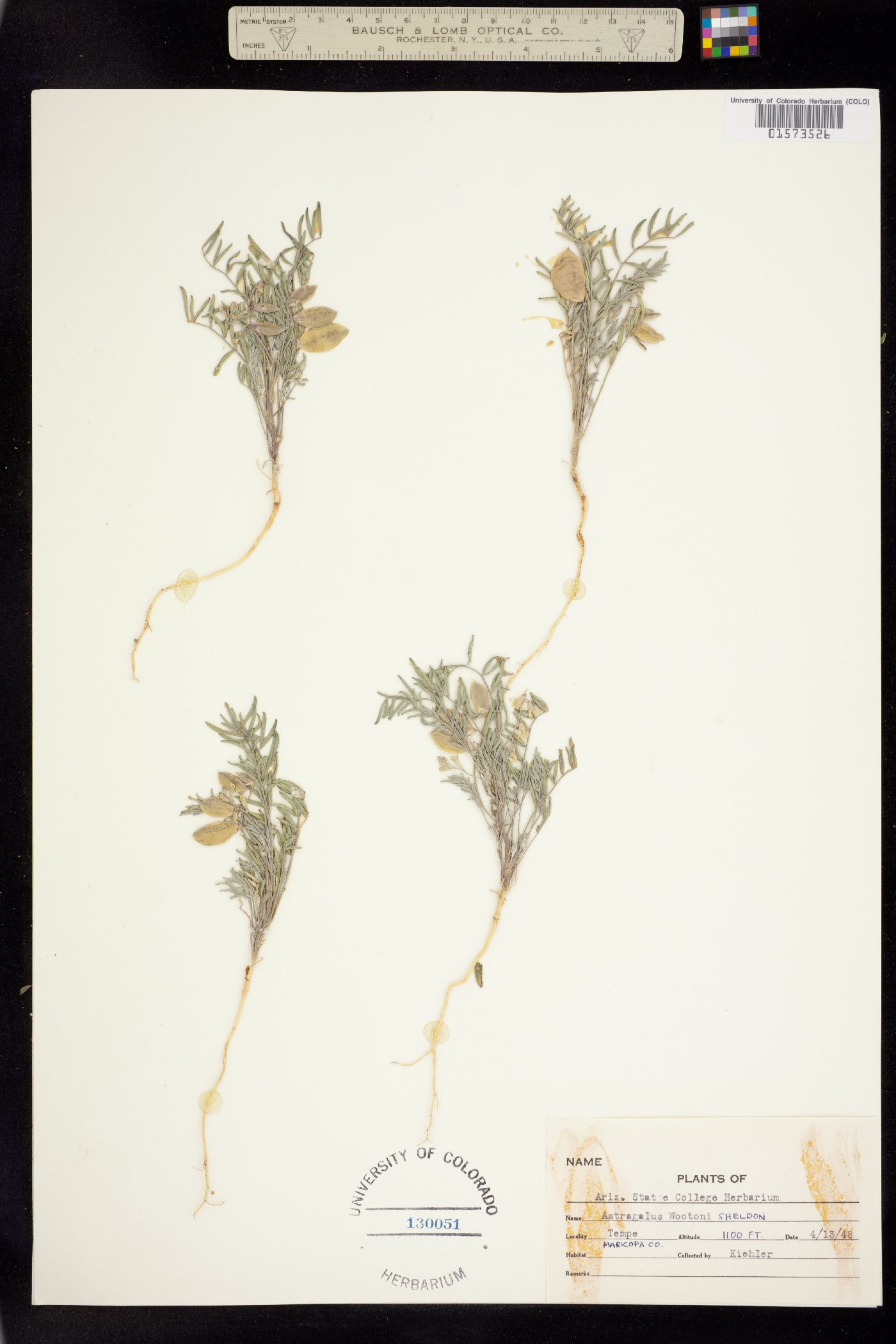 Astragalus wootonii image