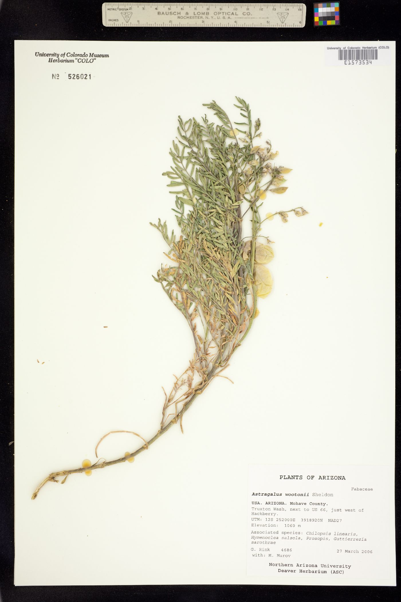 Astragalus wootonii image