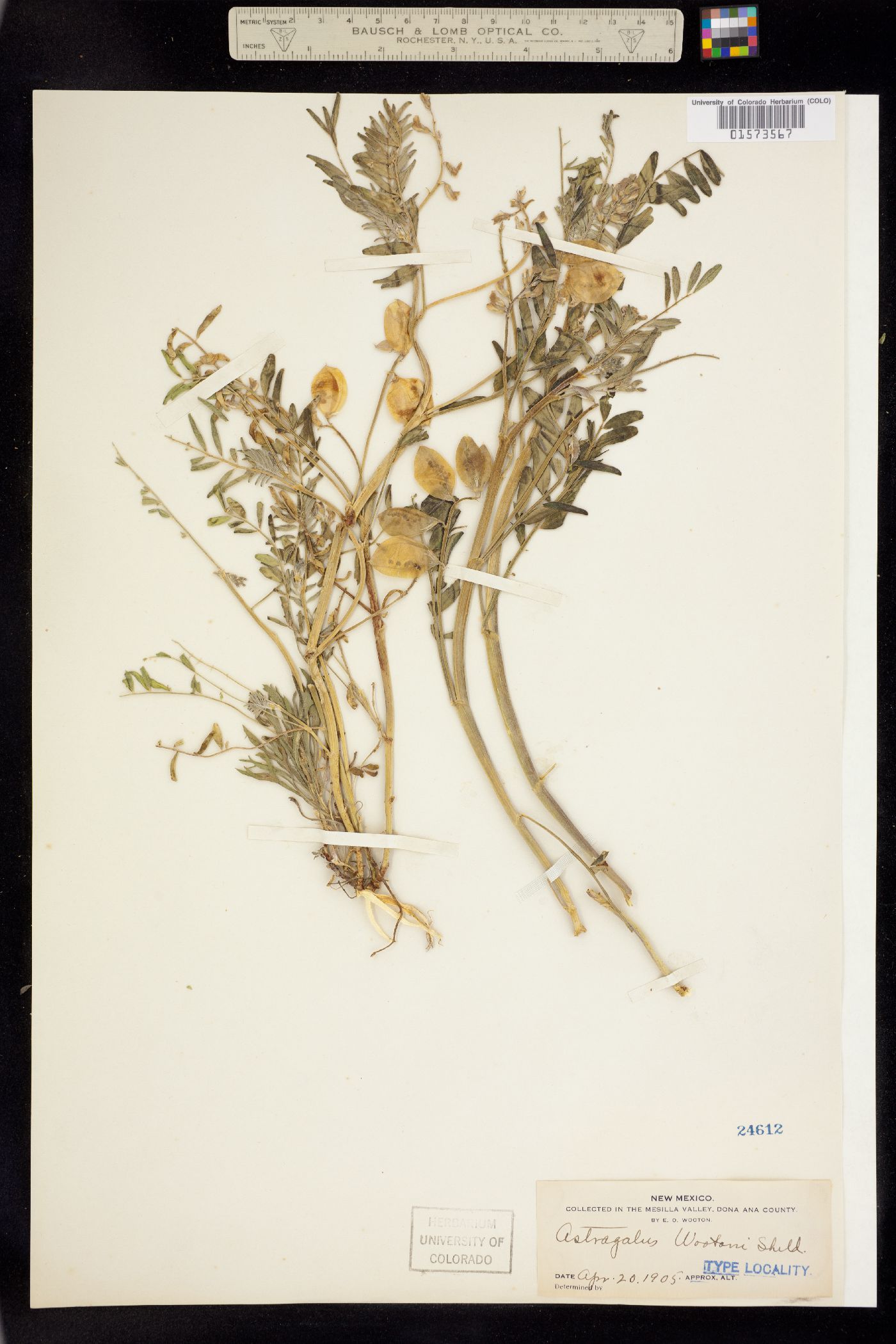 Astragalus wootonii image