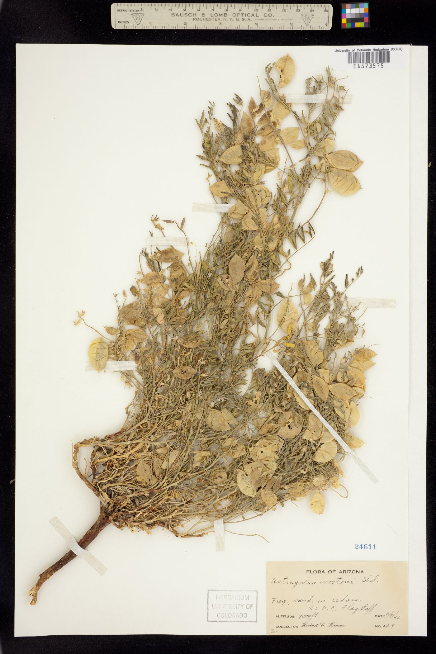 Astragalus wootonii image