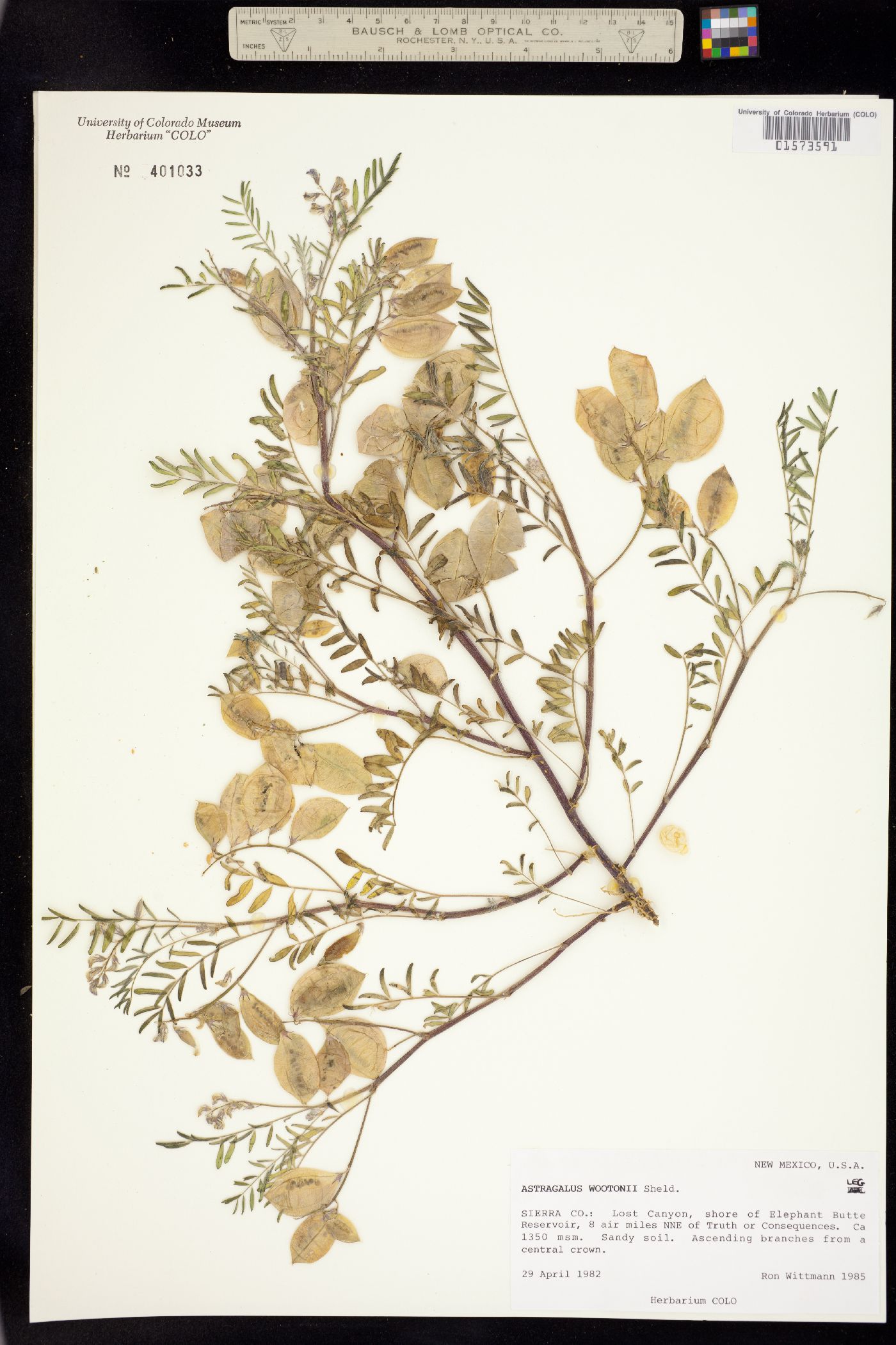 Astragalus wootonii image