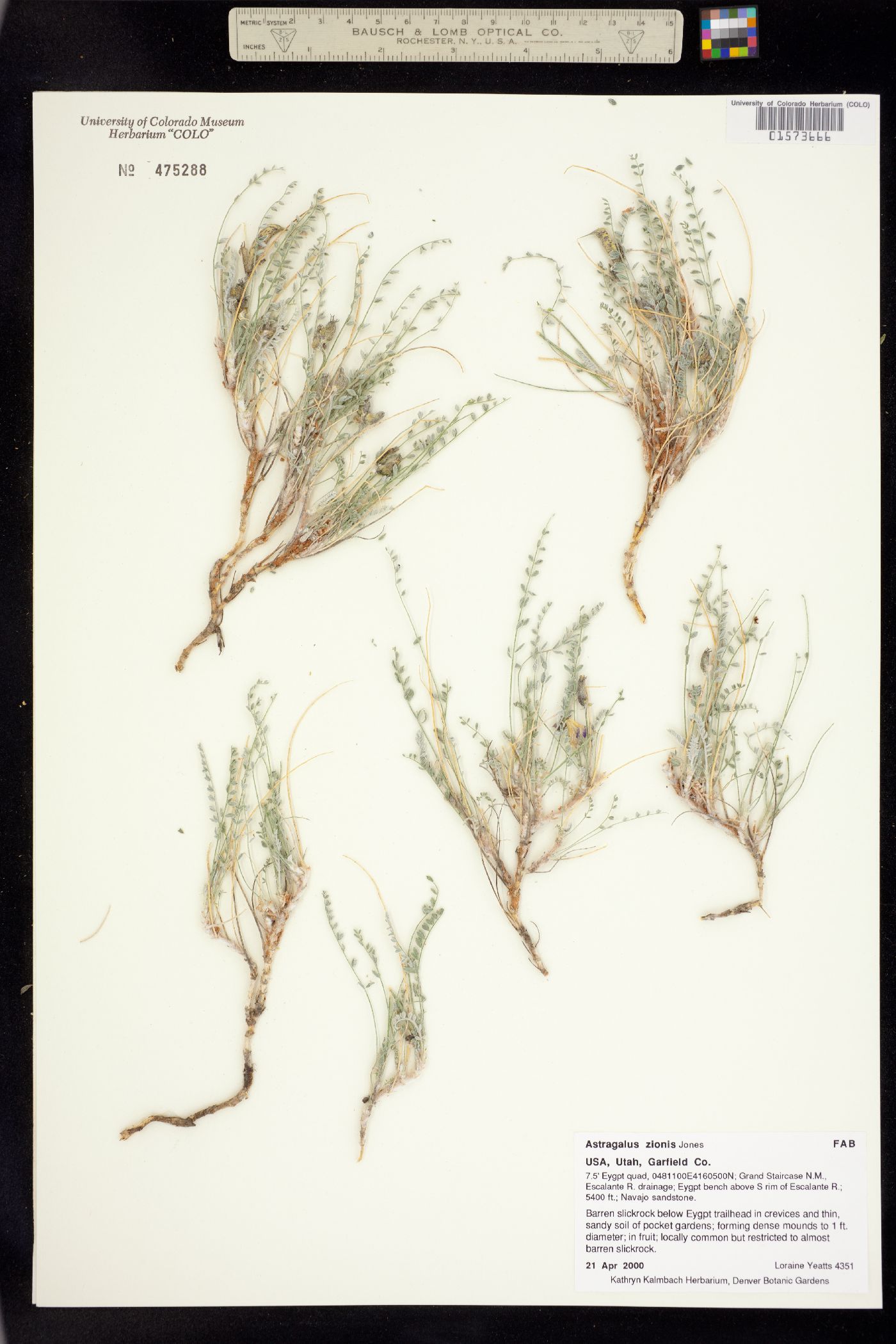 Astragalus zionis image