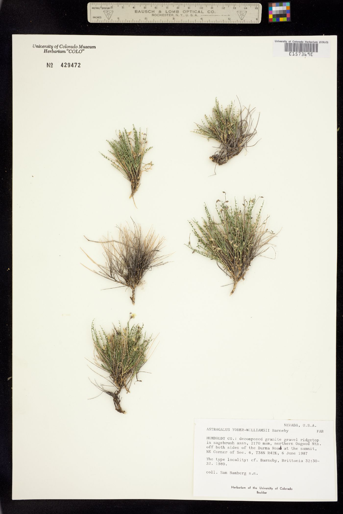 Astragalus yoder-williamsii image