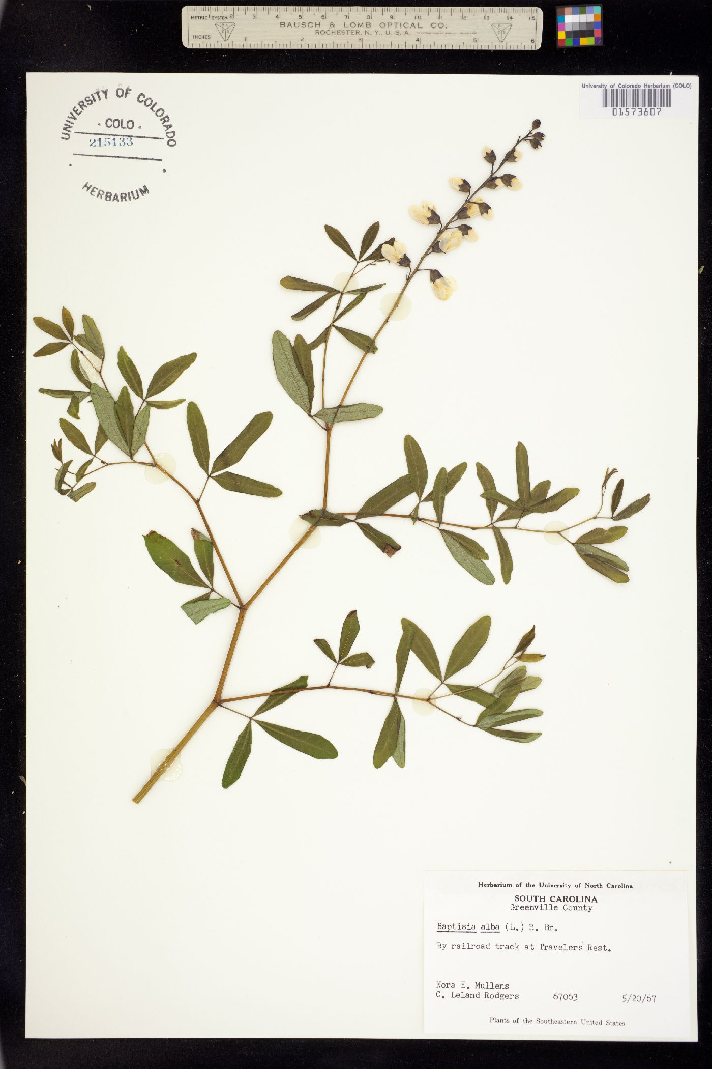 Baptisia alba image