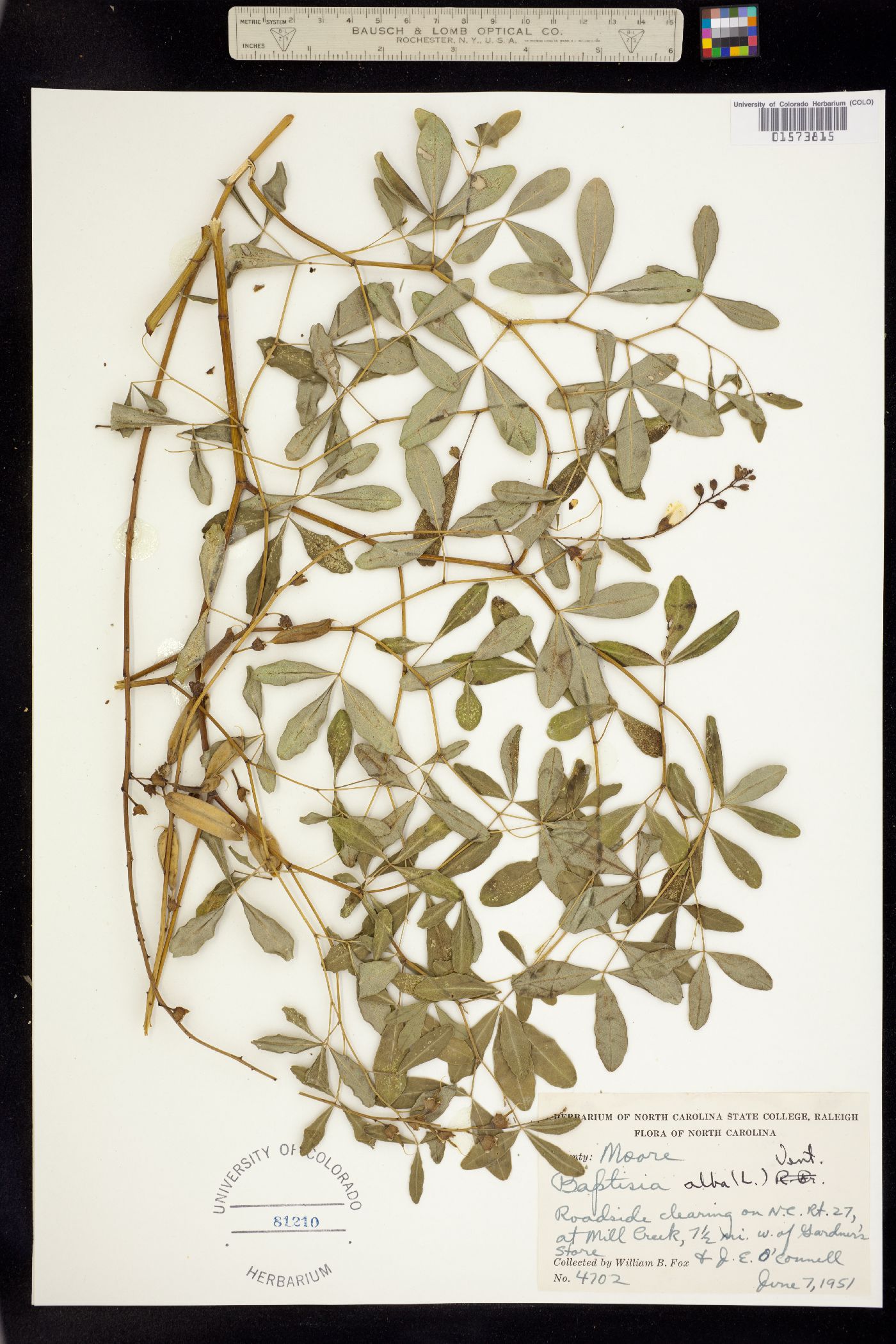 Baptisia alba image