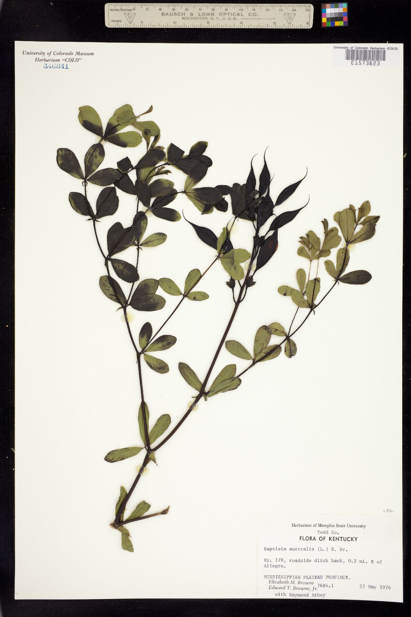 Baptisia australis image