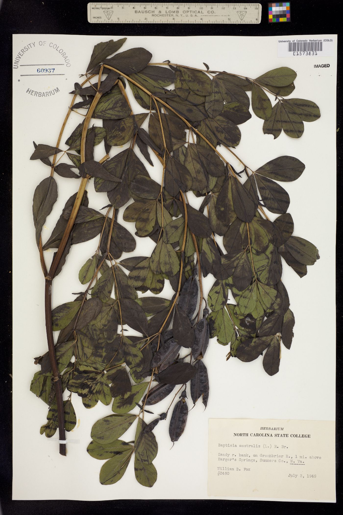 Baptisia australis image