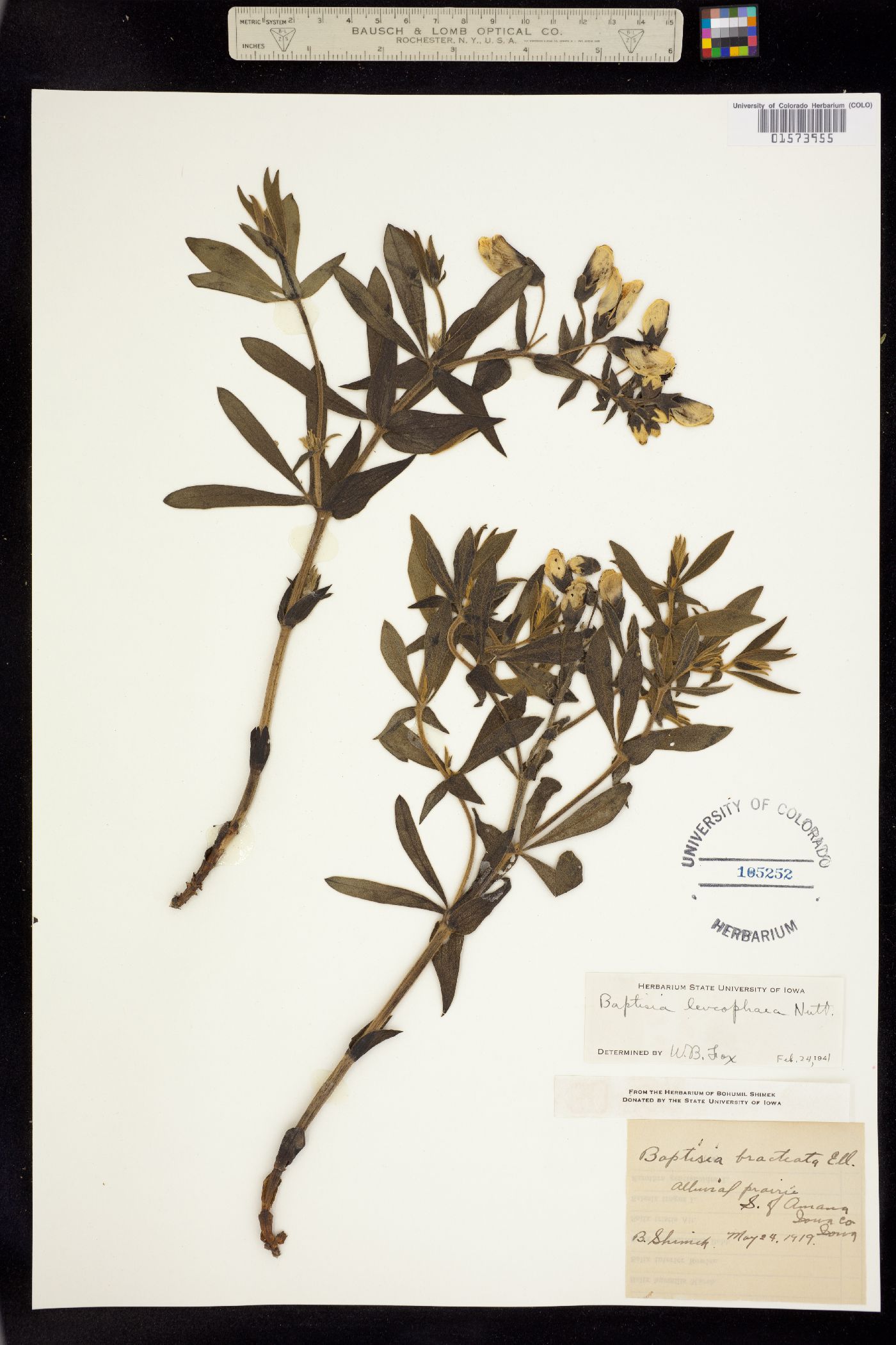 Baptisia leucophaea image