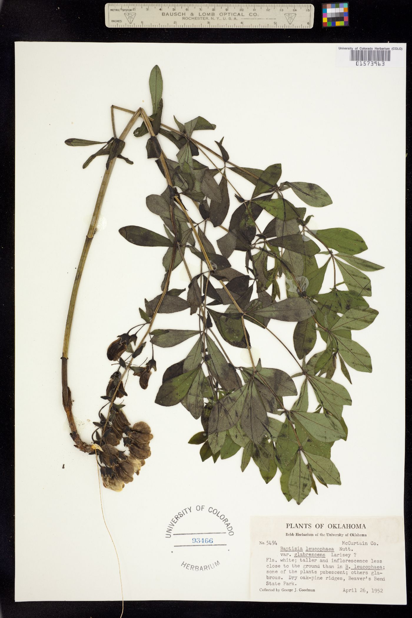 Baptisia leucophaea image