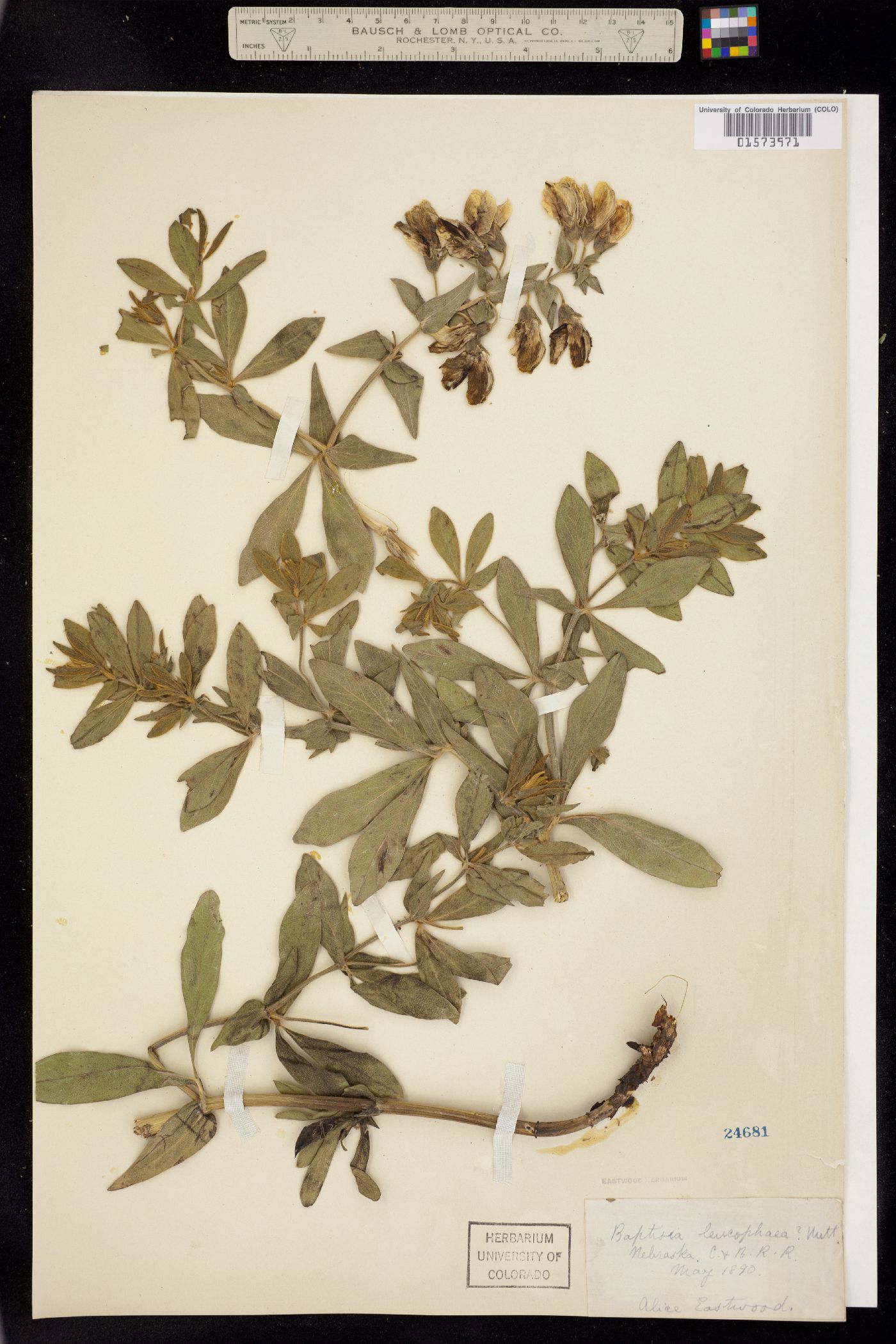 Baptisia leucophaea image