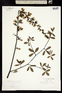 Image of Baptisia leucantha