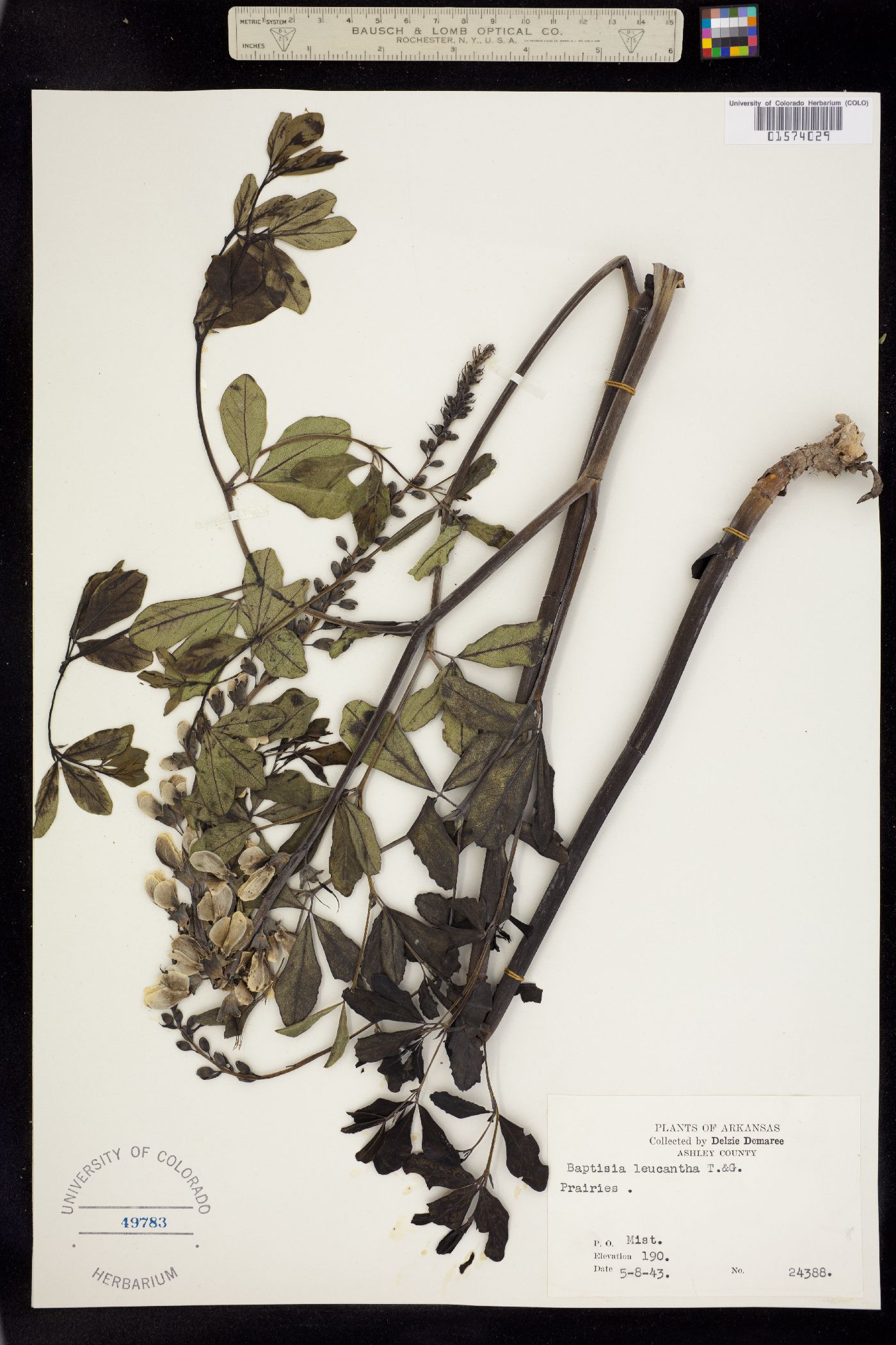 Baptisia image