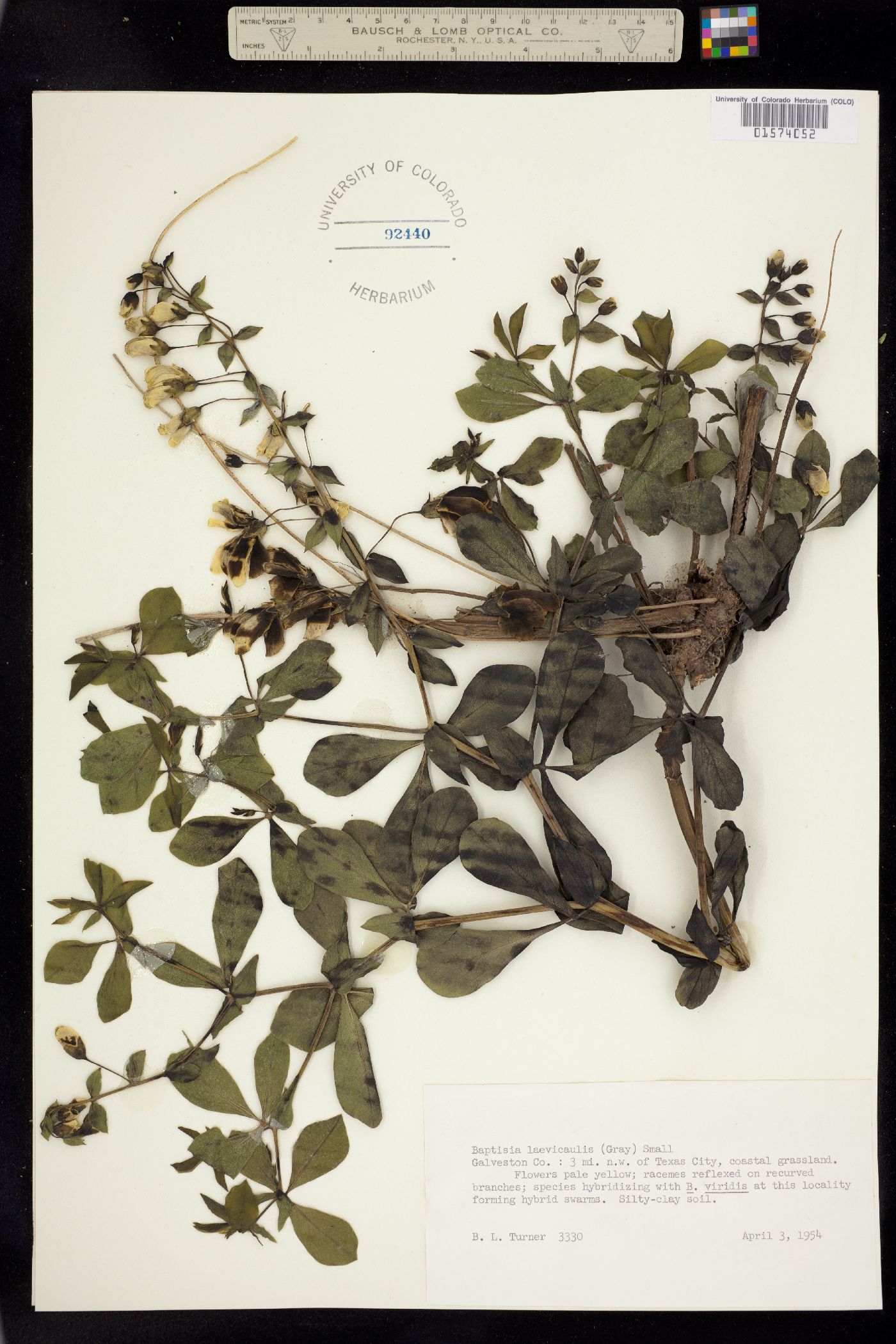 Baptisia leucophaea image