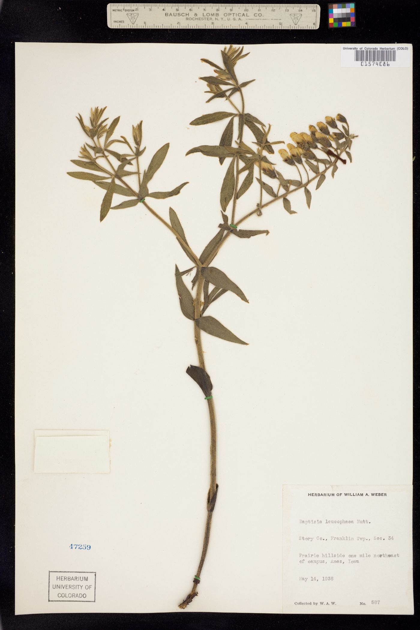 Baptisia leucophaea image