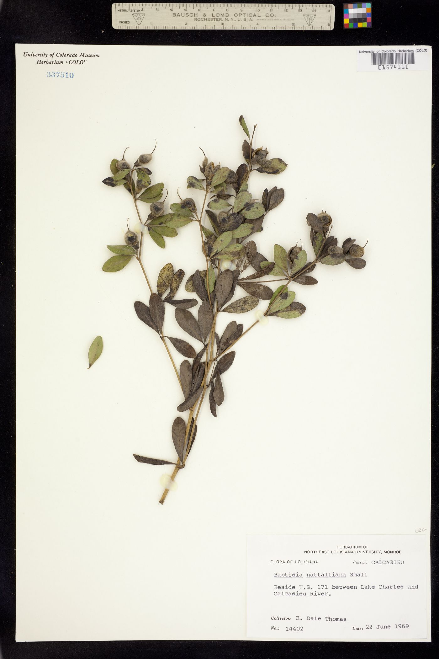 Baptisia nuttalliana image