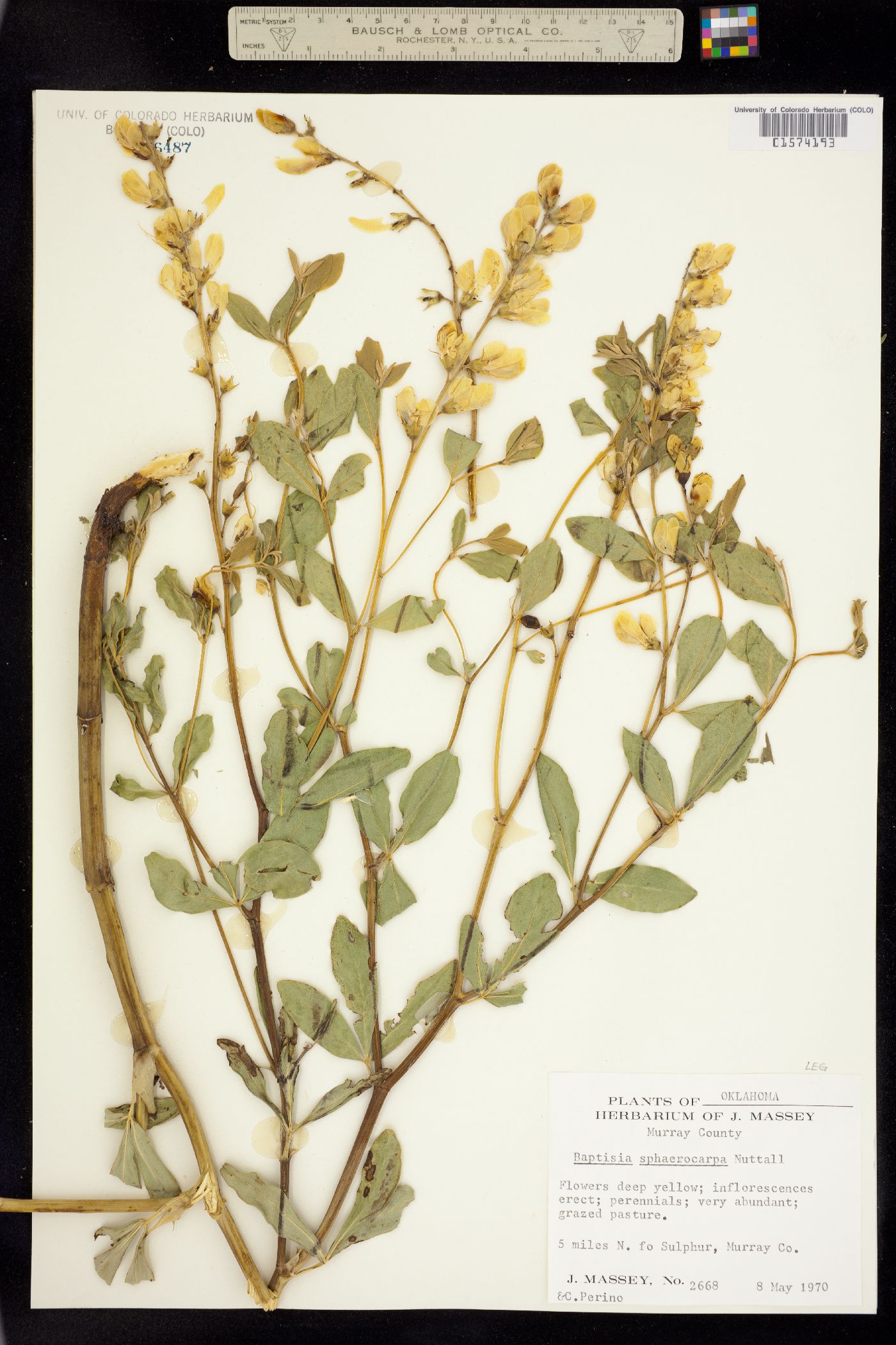 Baptisia sphaerocarpa image