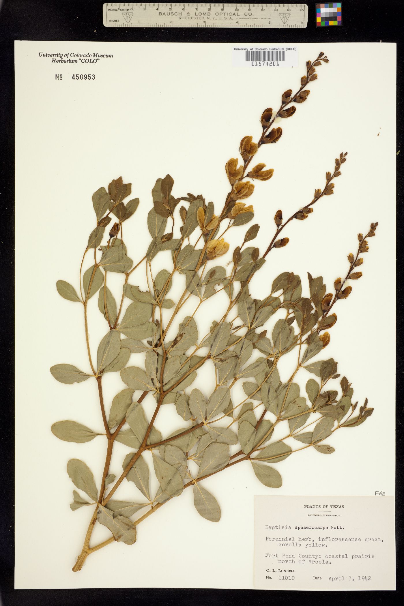 Baptisia sphaerocarpa image