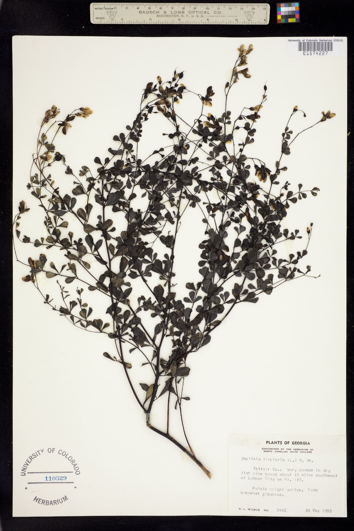 Baptisia tinctoria image