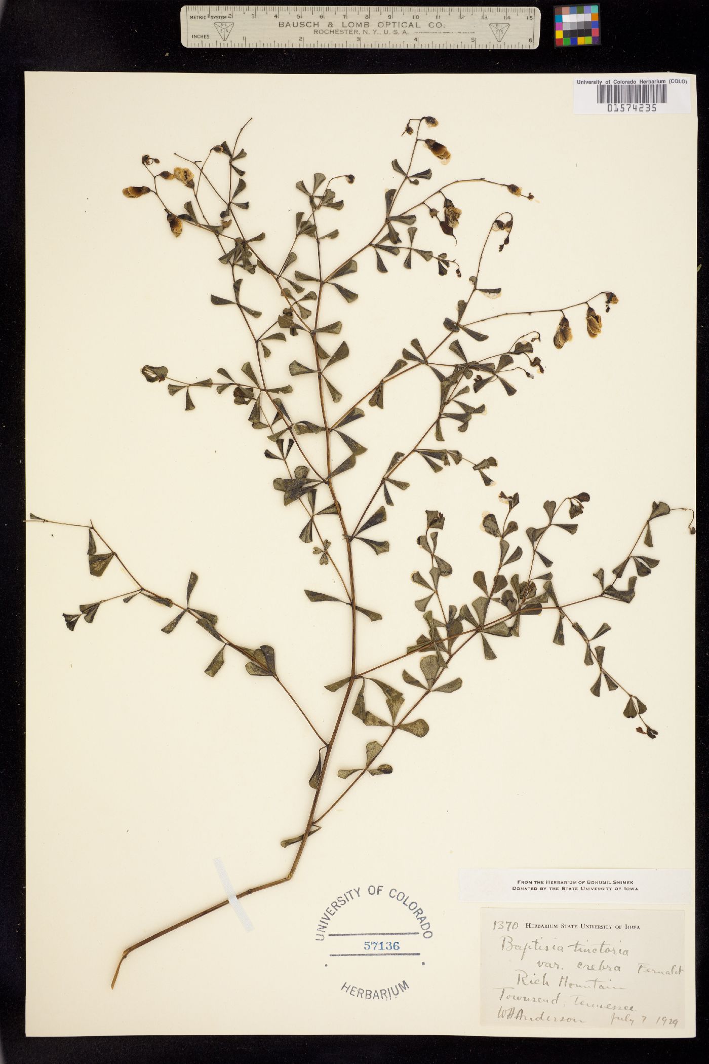 Baptisia tinctoria image