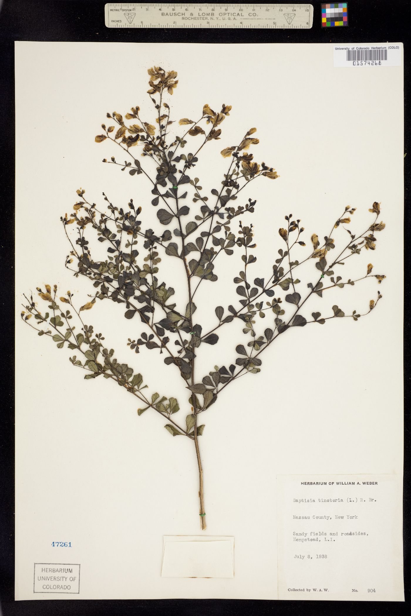 Baptisia tinctoria image