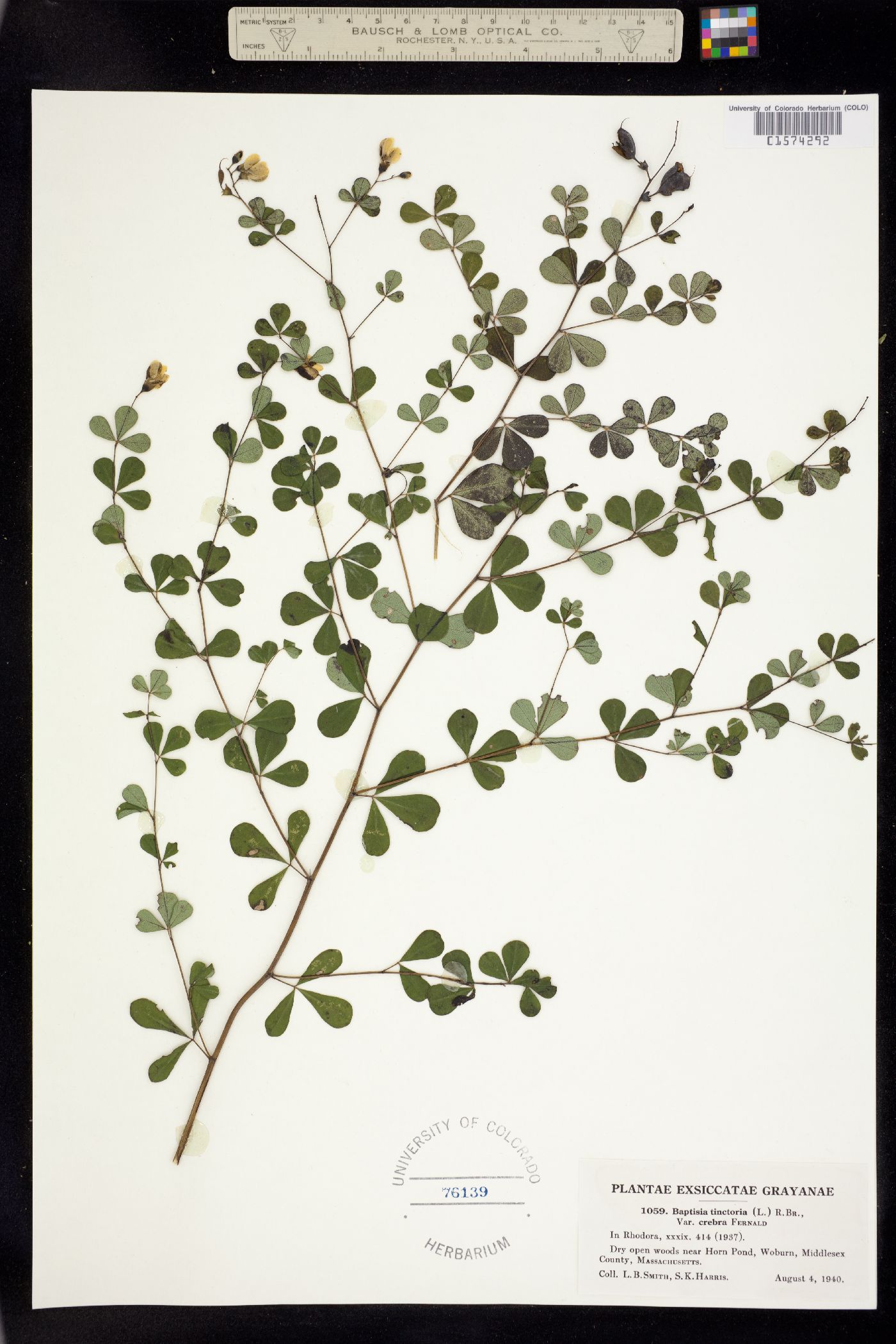Baptisia tinctoria image