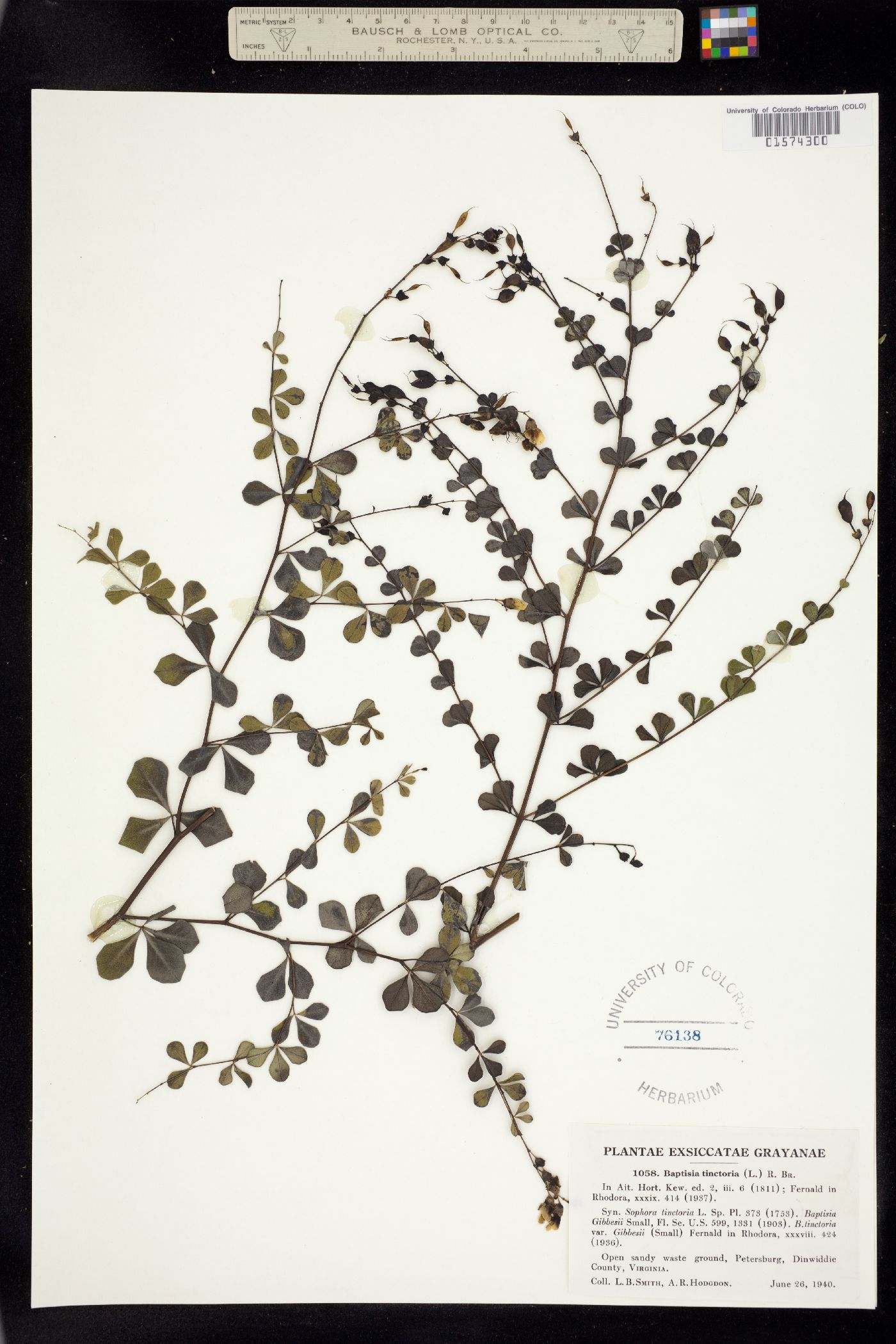 Baptisia tinctoria image