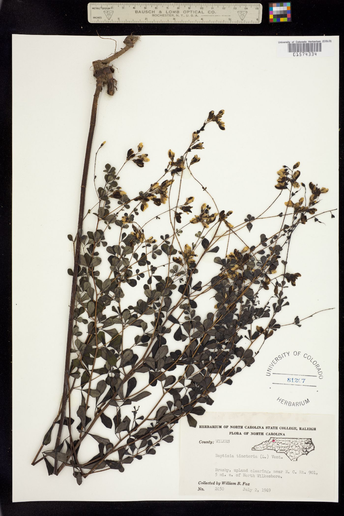 Baptisia tinctoria image